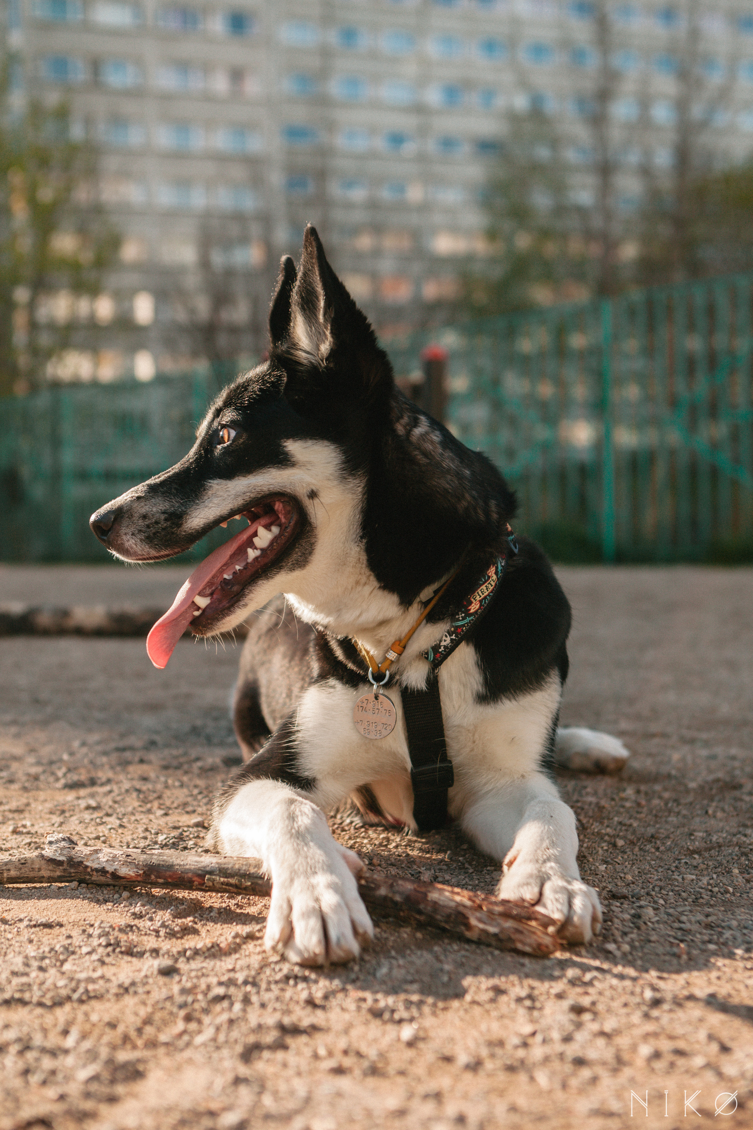 Bats & co. Фотограф Николь Фолиянц