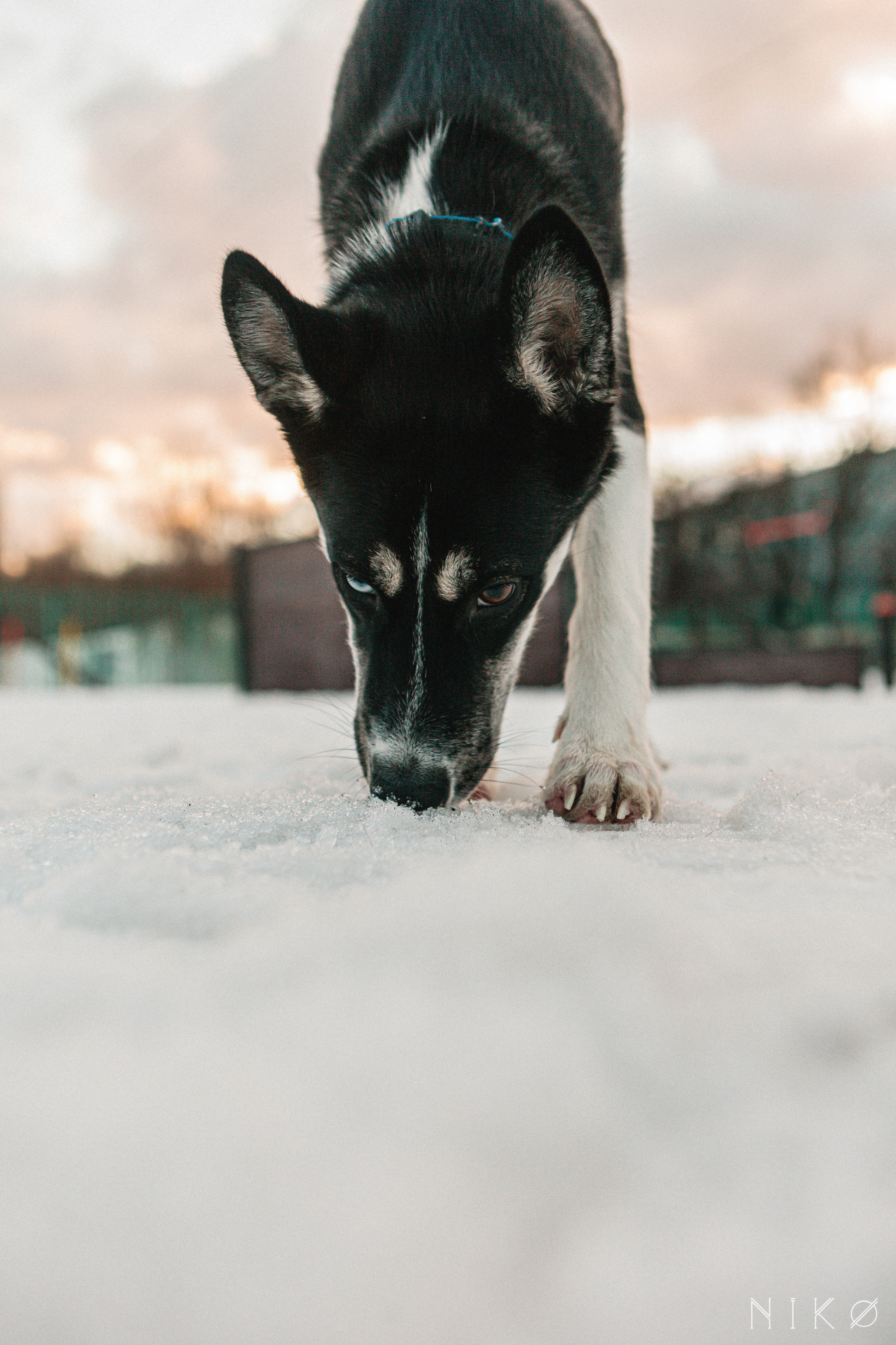 Bats & co. Фотограф Николь Фолиянц