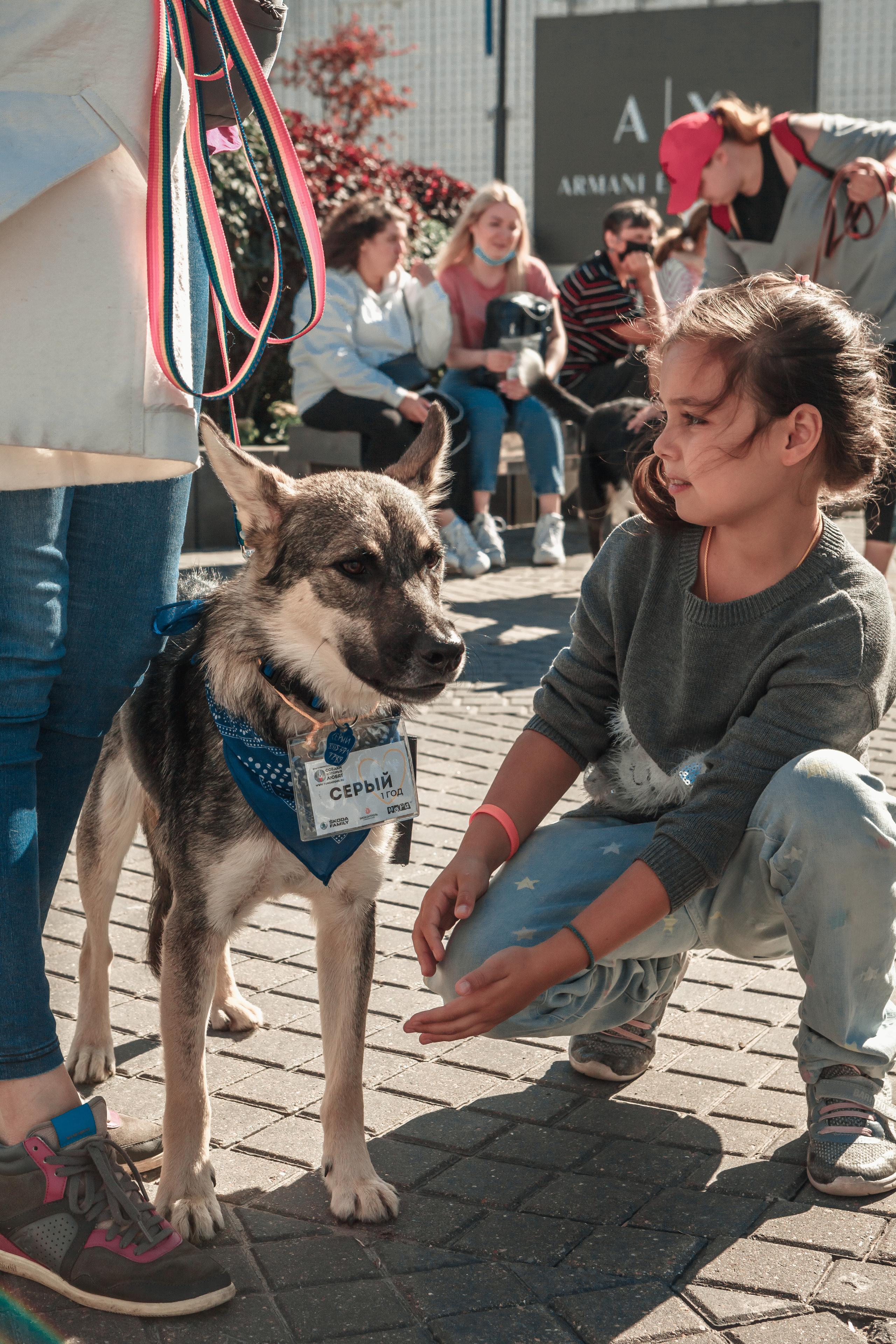 Собаки, которые любят. Фотограф Николь Фолиянц