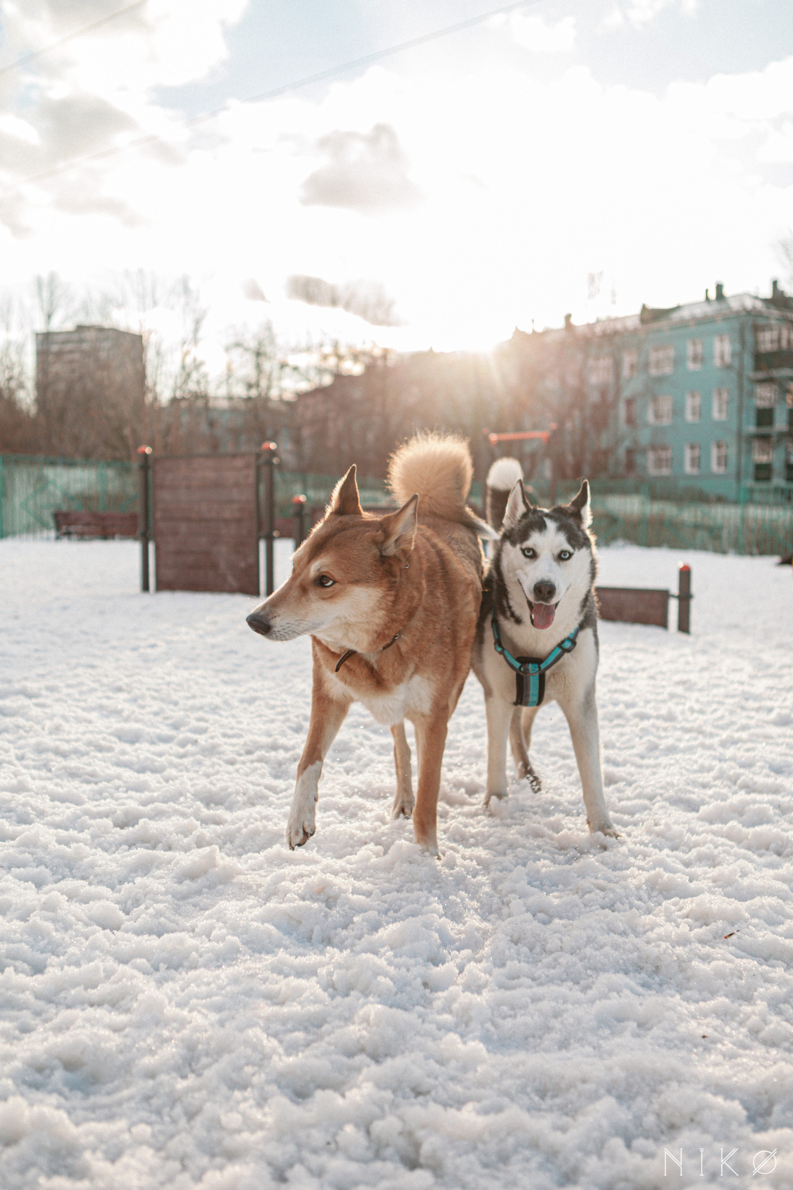 Bats & co. Фотограф Николь Фолиянц