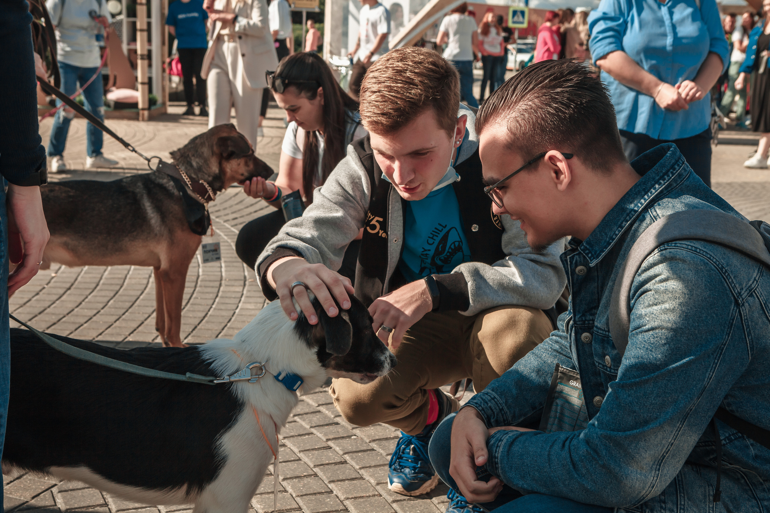 Собаки, которые любят. Фотограф Николь Фолиянц