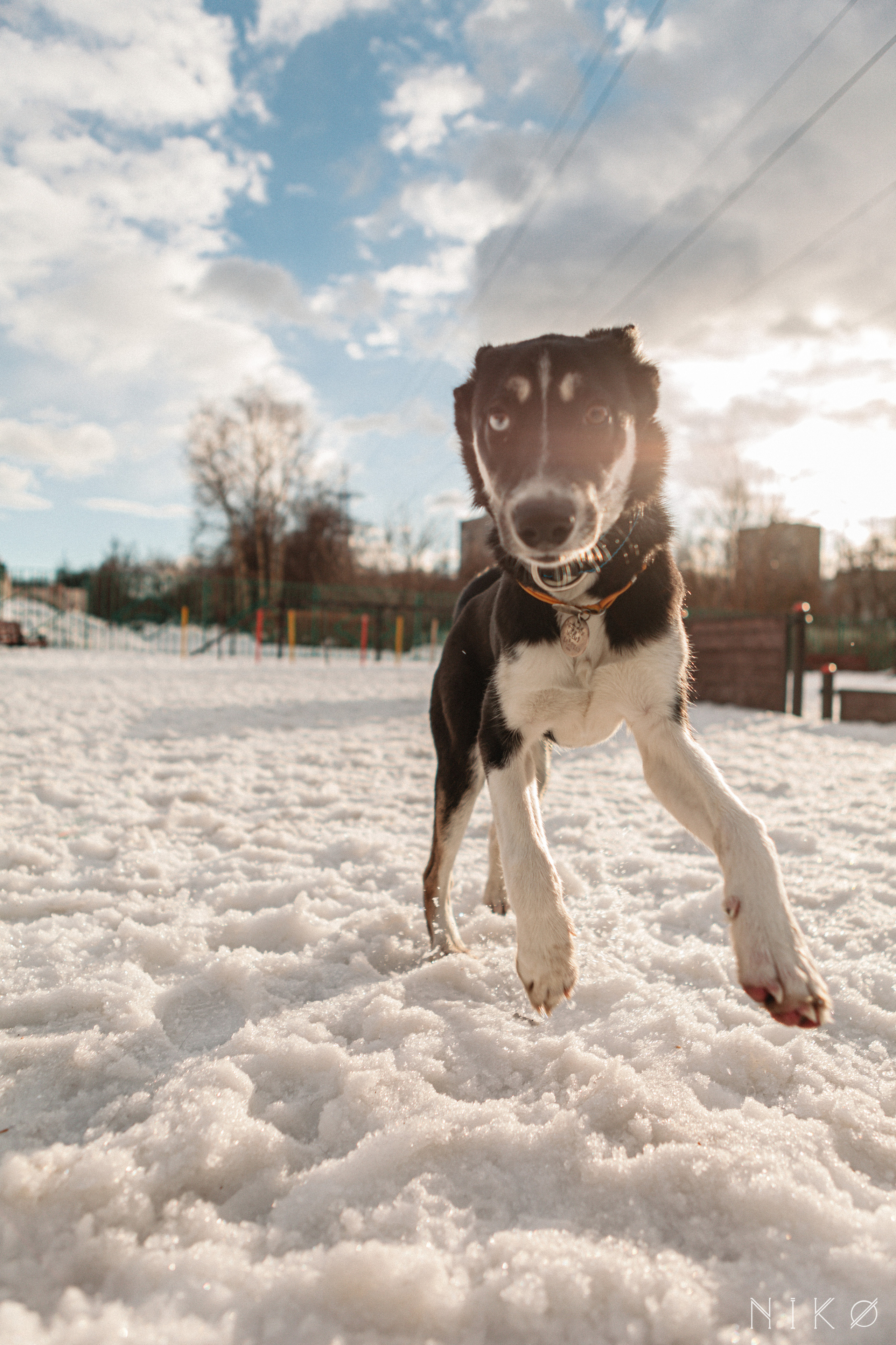 Bats & co. Фотограф Николь Фолиянц