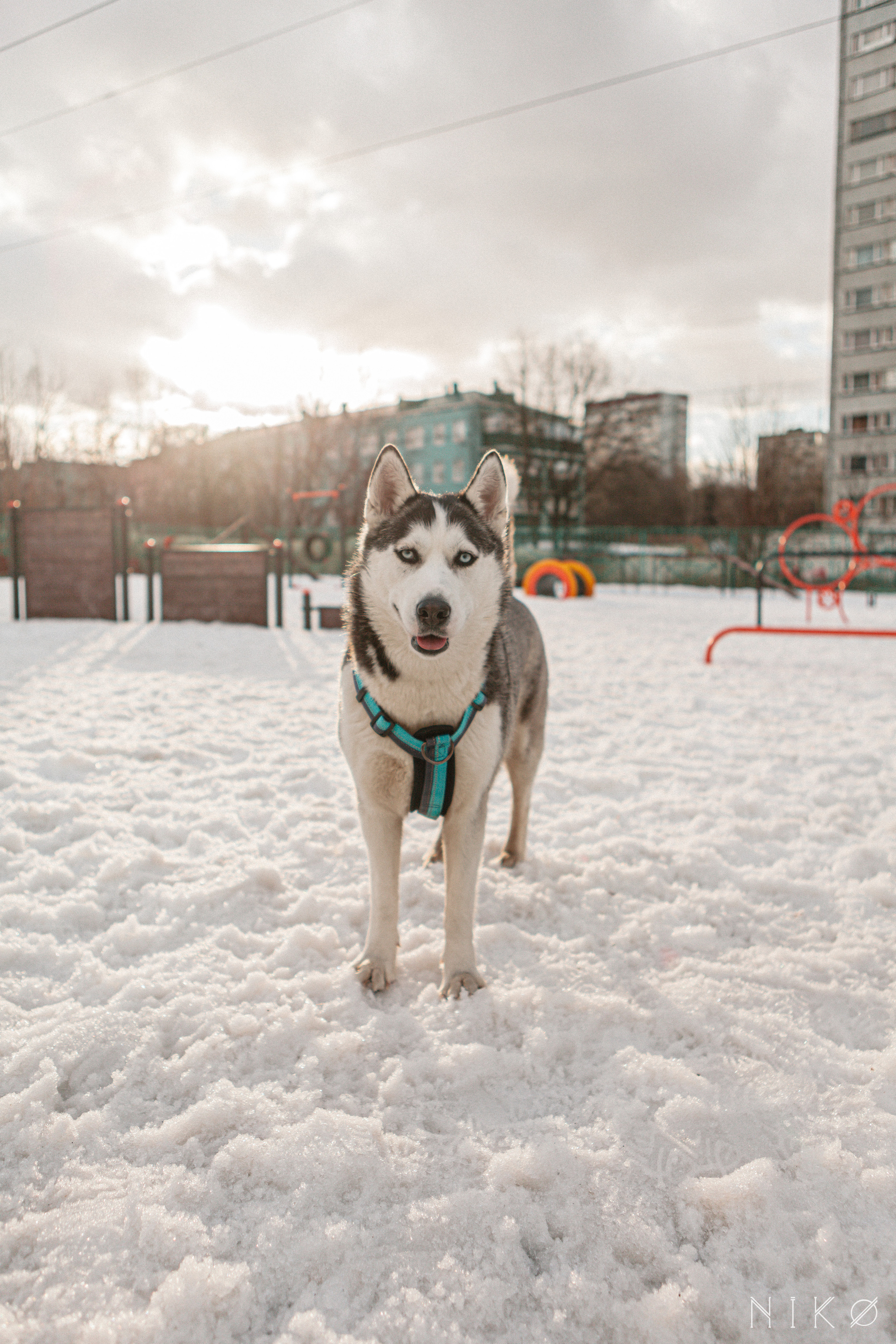 Bats & co. Фотограф Николь Фолиянц