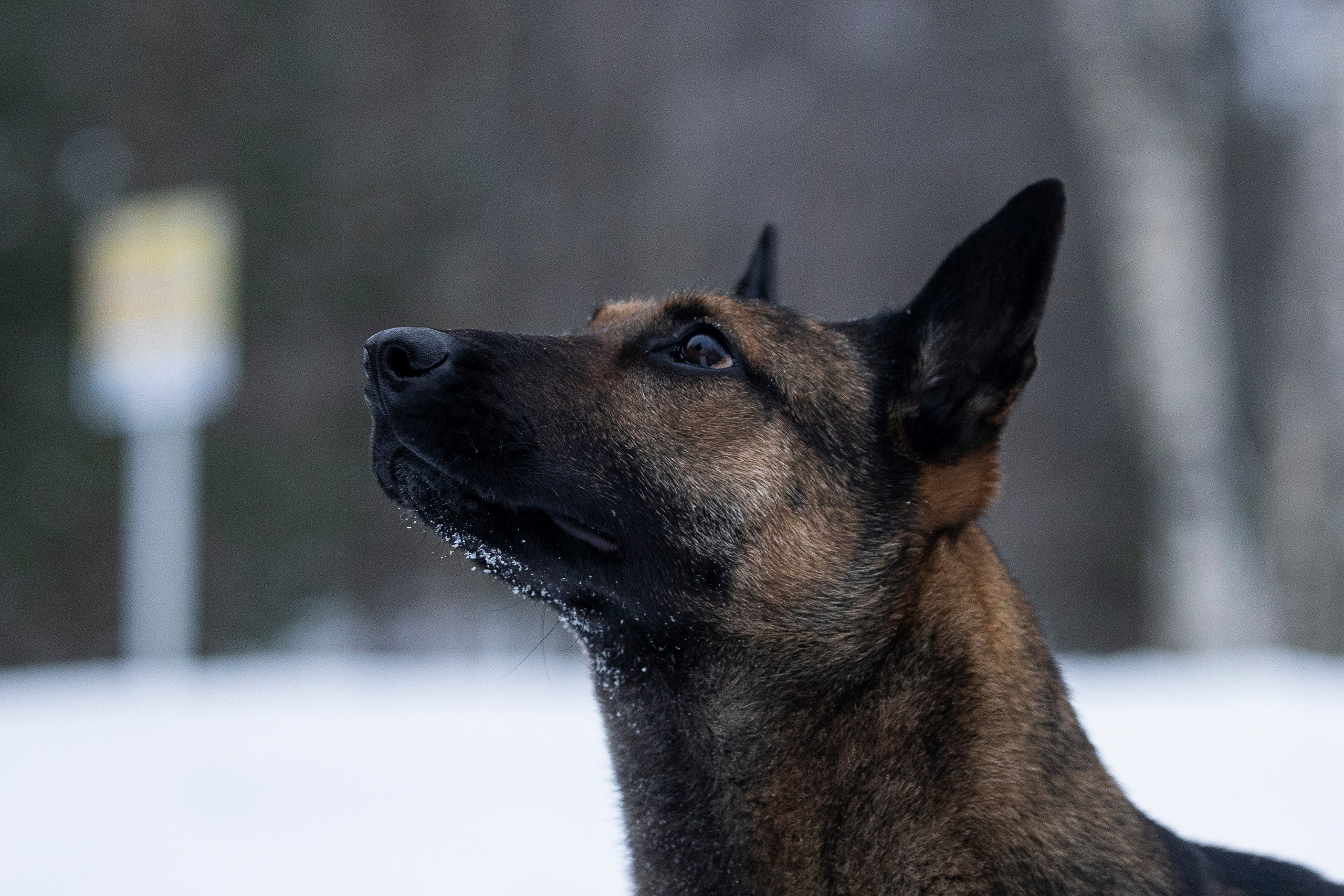 Цедра и Рики. Фотограф-анималист Анна Маринич