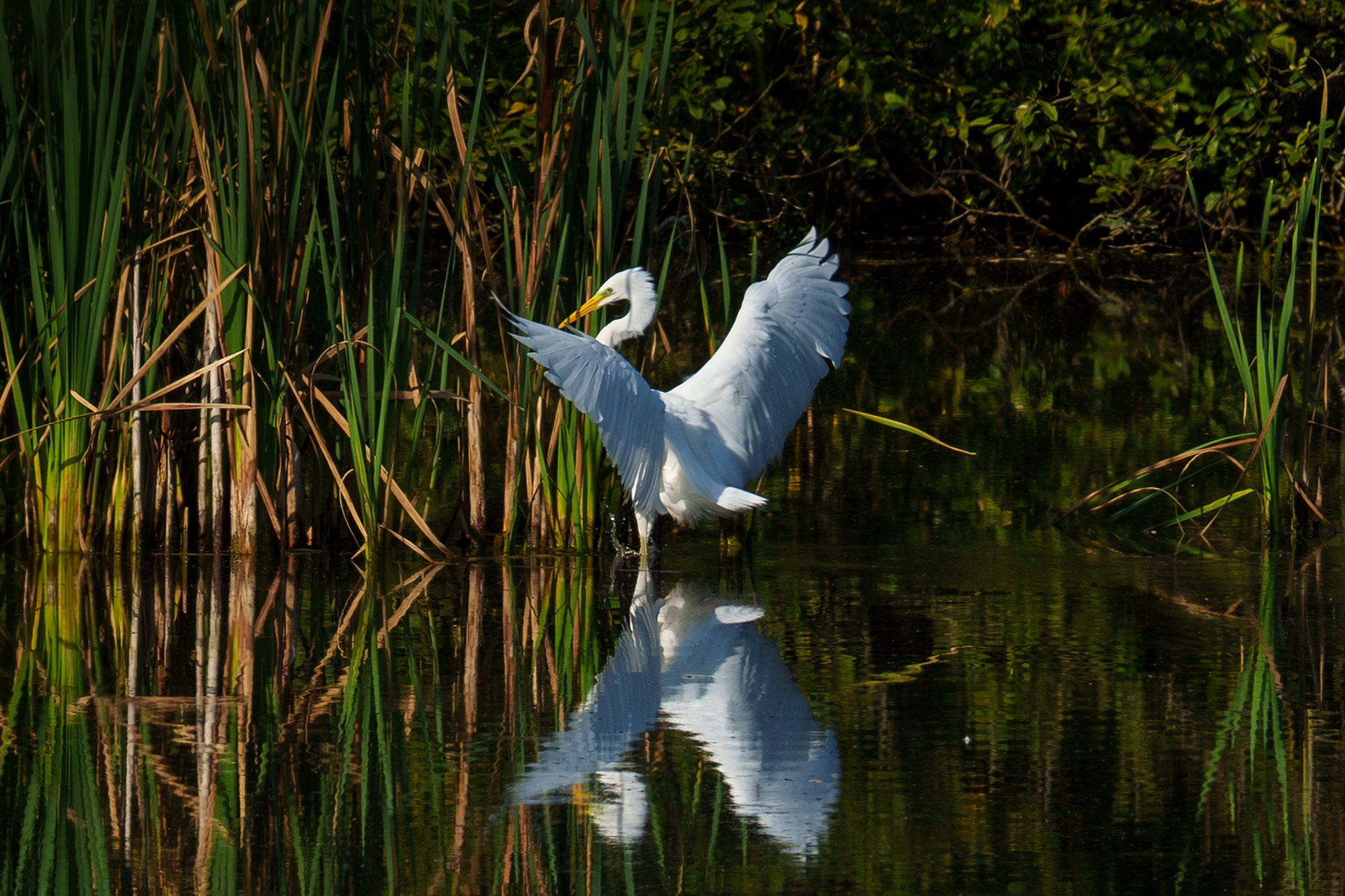 Удивительные мир птиц. Вокруг нас столько прекрасного — присмотритесь!. Ваш личный фотограф Марина Волкова