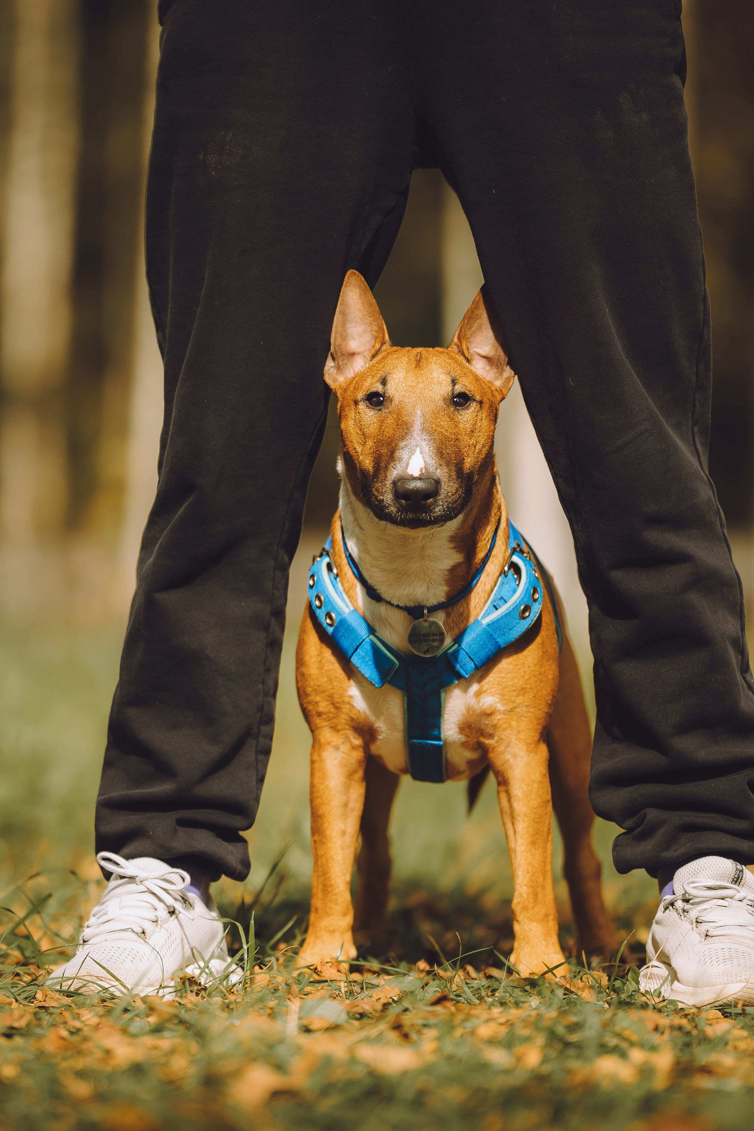 Выездной дог-тренинг от школы «Шерсть имею», Тованово