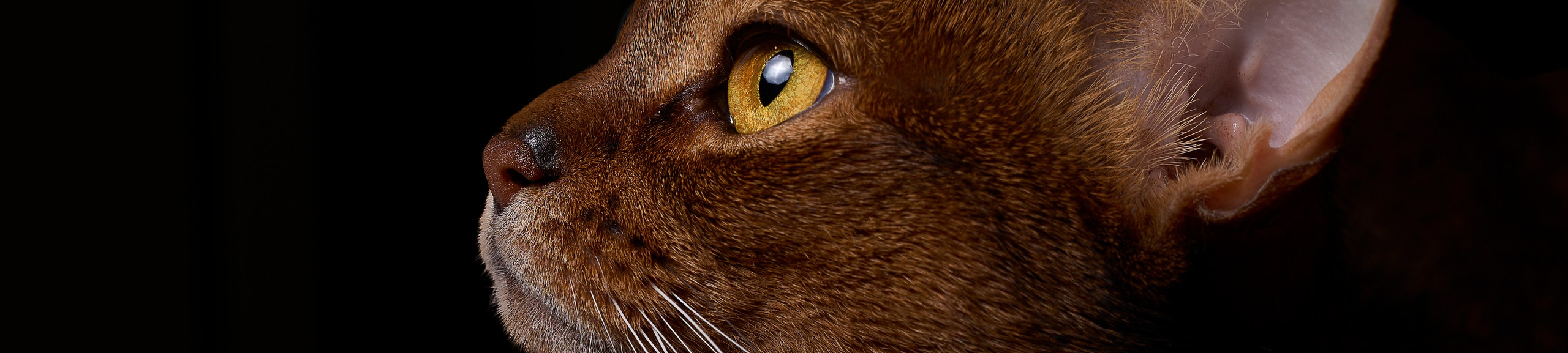 Животные отдельно