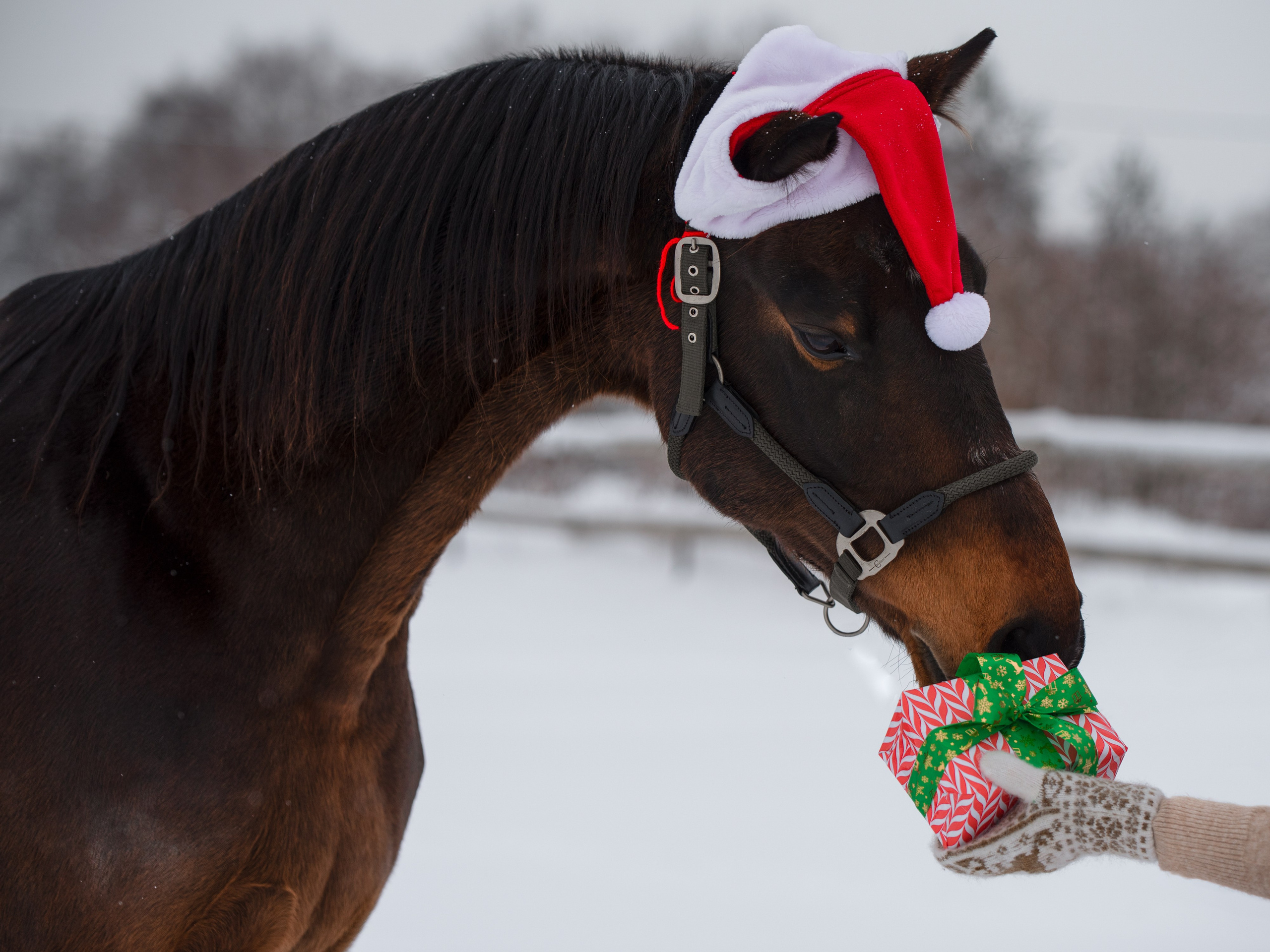 Портрет лошади, лошадь, конь, фото лошади, фотография лошади, конный фотограф, съемка лошадей, фотограф лошадей, конная фотография, конный фотограф, конный фотограф в спб, профессиональный фотограф спб, фотограф спб, ахалтекинец, рысак, спортивная лошадь, конный клуб, фотосессия с лошадьми, тракененская лошадь, тяжеловоз, лошадь, жеребцы, игры жеребцов, табун, в табуне, свободные лошади, орловец, орловский рысак, орловская рысистая порода, рысак