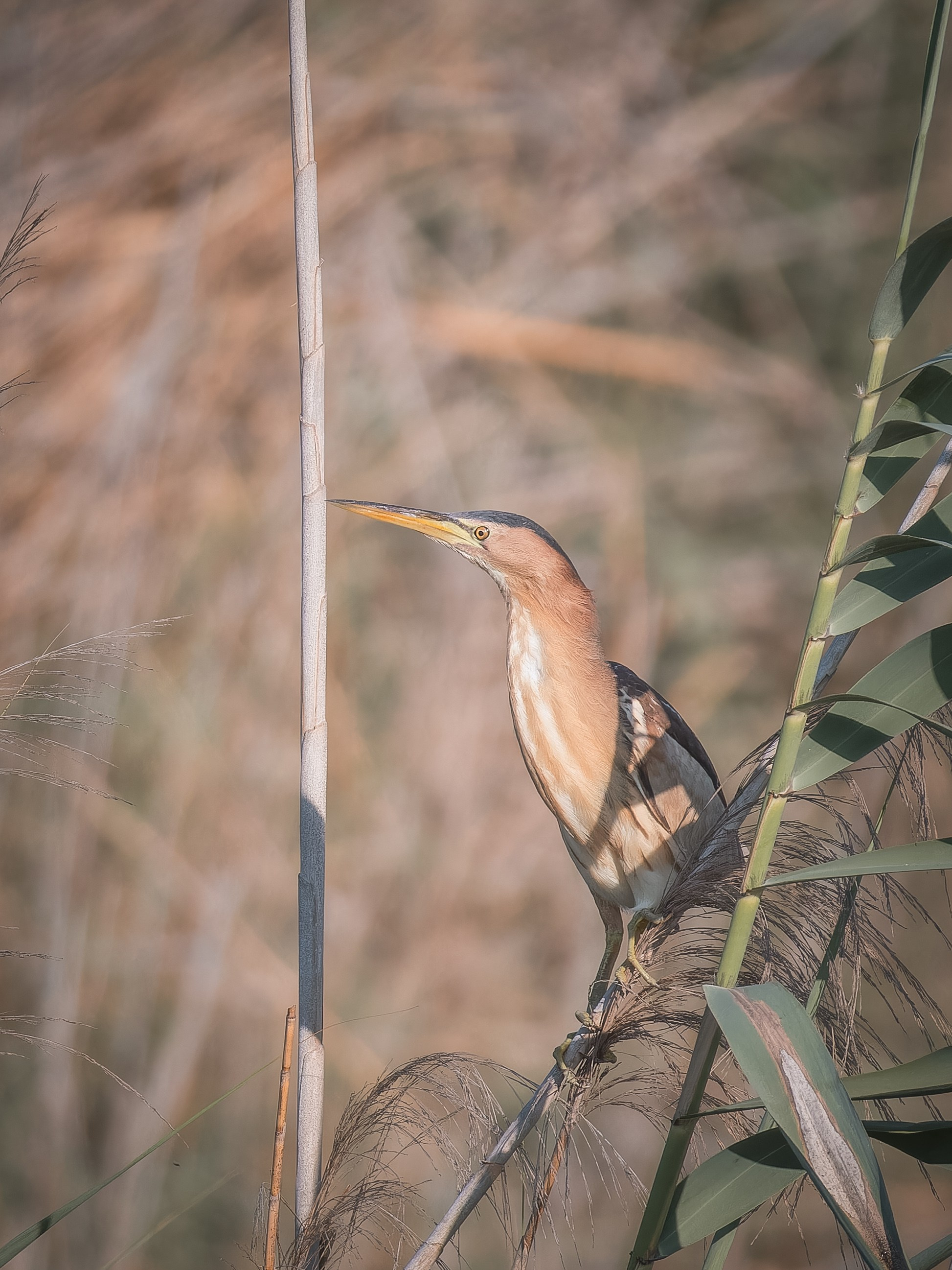 Cyprus 2023. Anton Chernov | Wildlife photographer