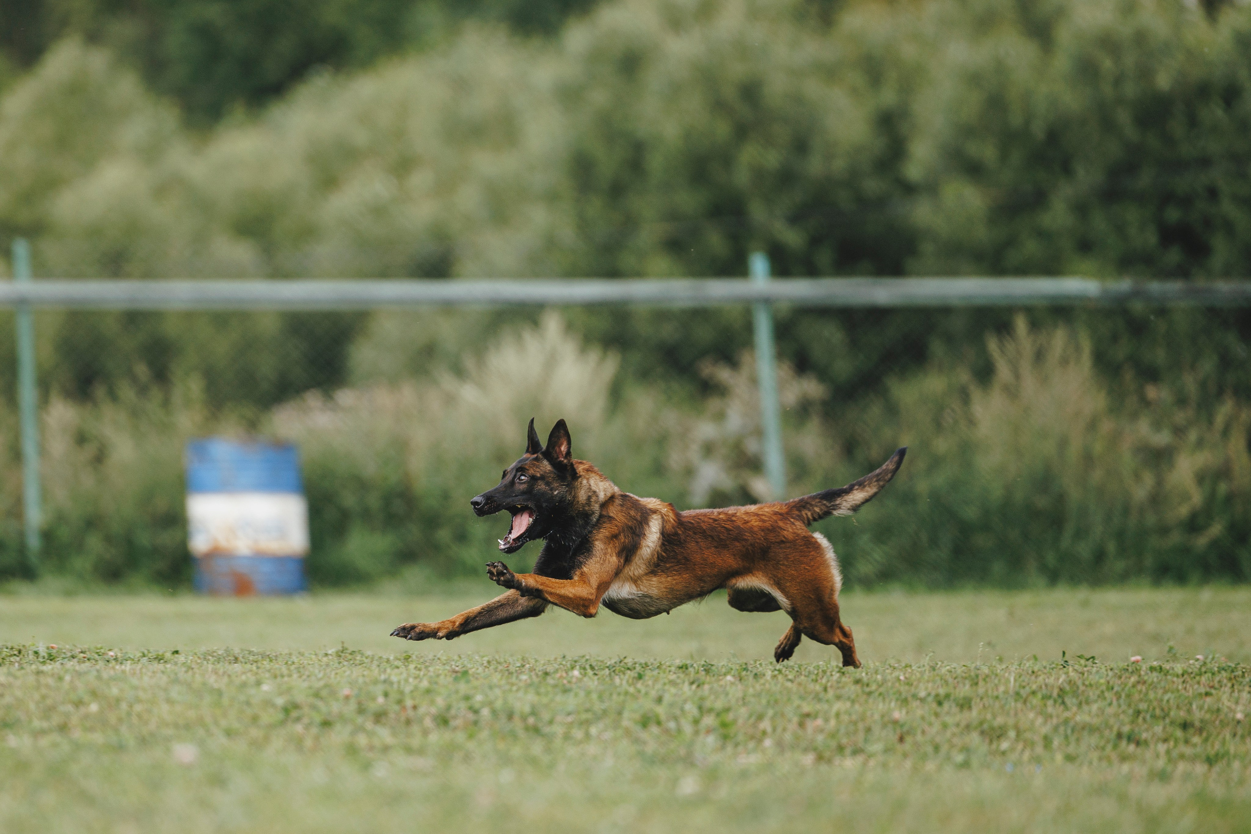08.08.25-10.08.25 ЧР по мондьорингу г. Вологда. Фотограф-анималист Анна Маринич