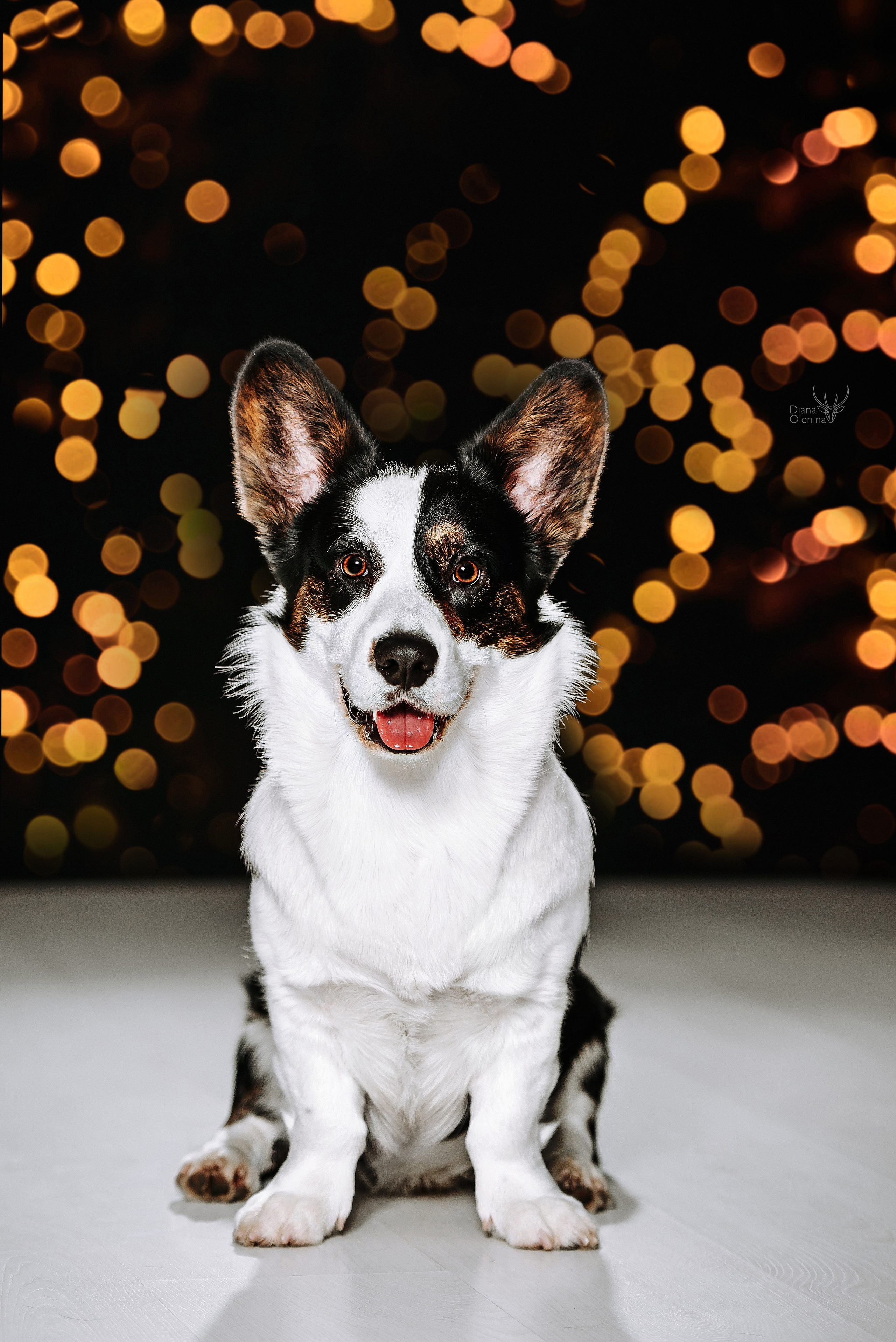 Собаки фоны. Фотограф Диана Оленина Красноярск / Братск