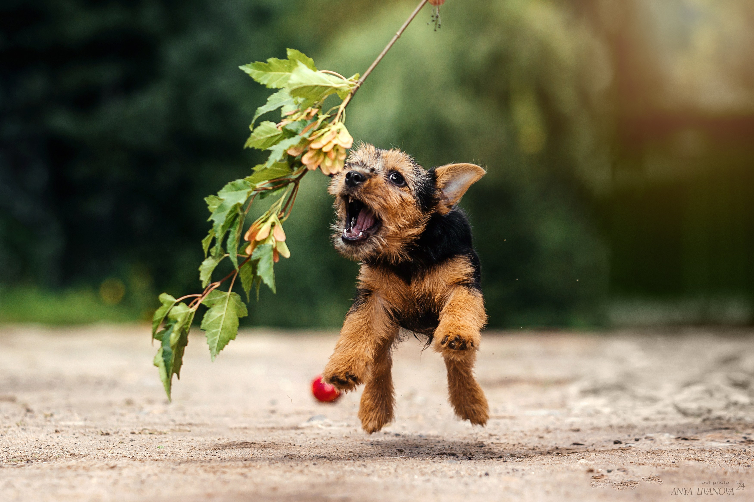 Норвичи. Фотограф анималист Аня Ливанова | Рыбинск