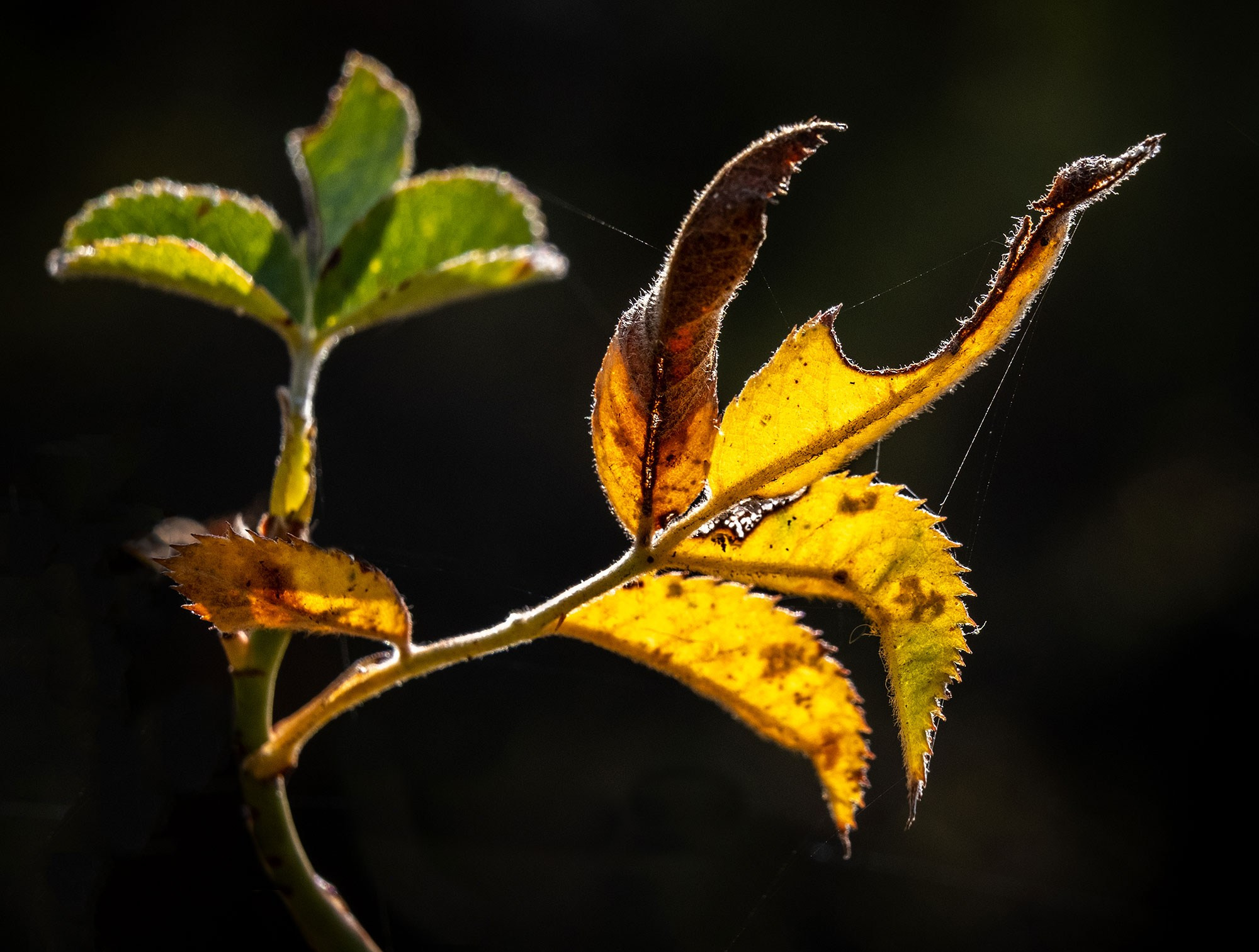 Свадебный фотограф в Геленджике