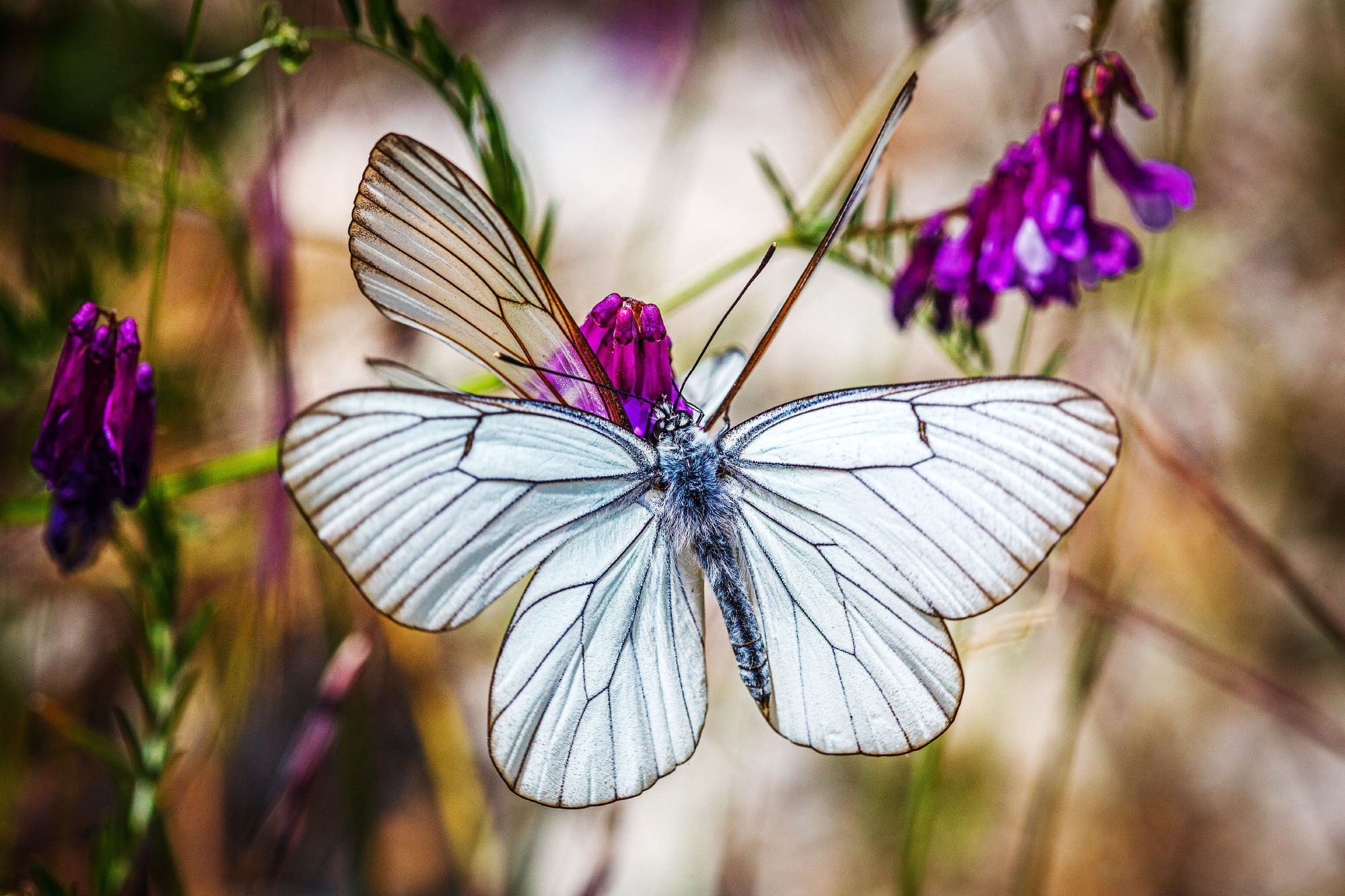 свадебный фотограф Геленджик