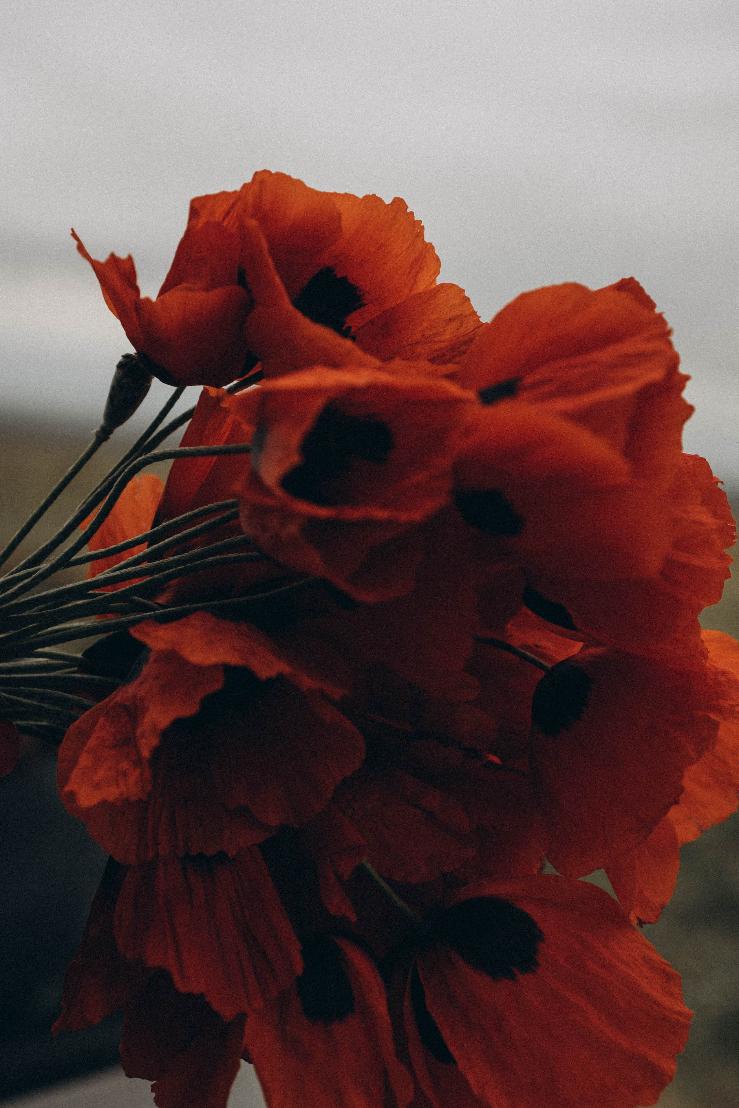 Кавказ. Профессиональный фотограф, Санкт-Петербург — Виктория Богомолова