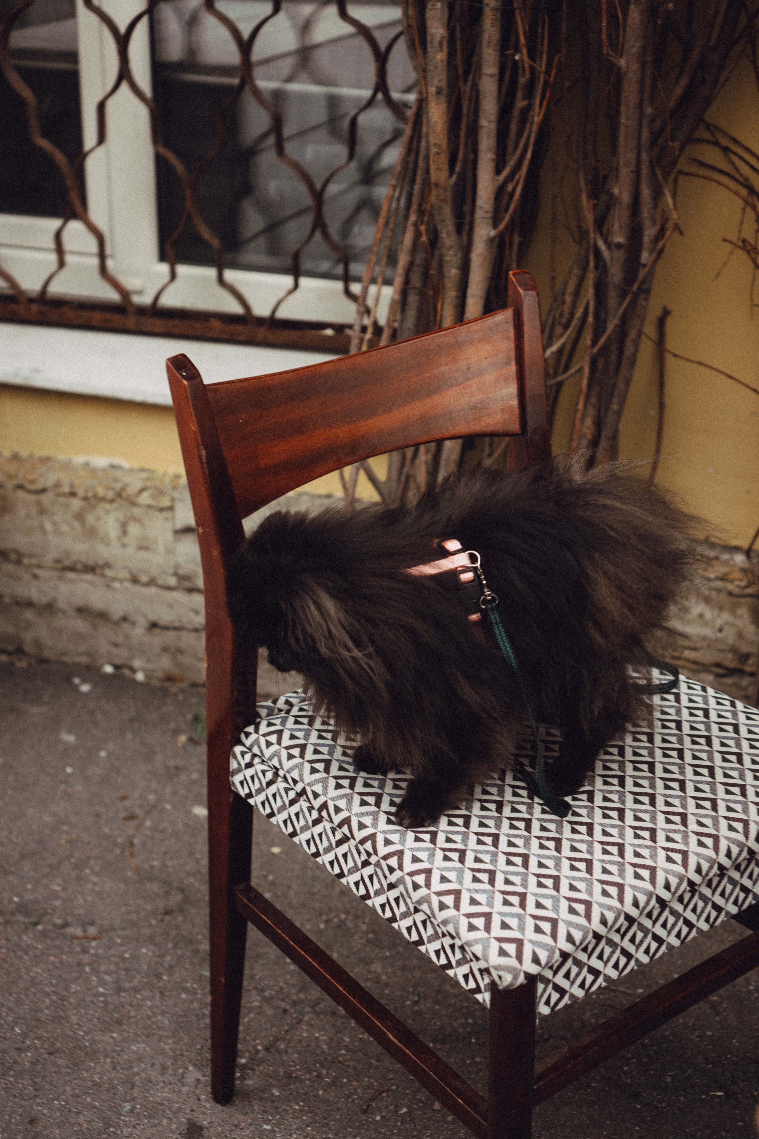 Беременность (только часть фото по желанию клиентов могу показать)). Профессиональный фотограф, Санкт-Петербург — Виктория Богомолова