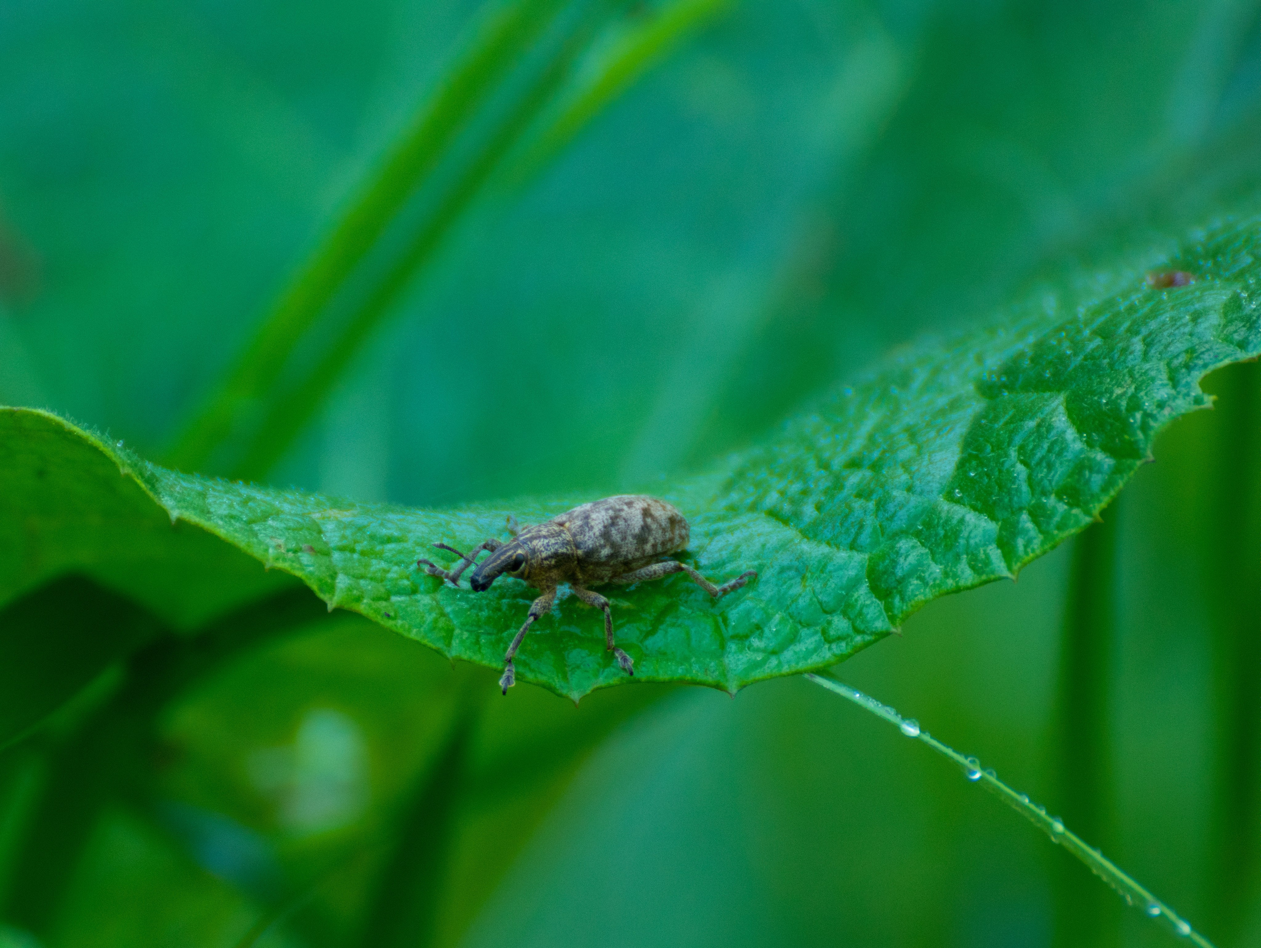 Насекомые. Фотограф Вадим Хмурковский