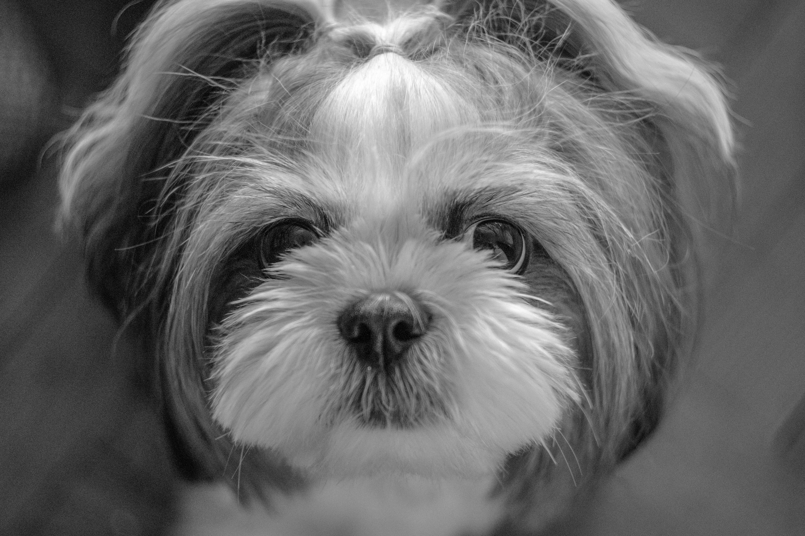 Профессиональный фотограф