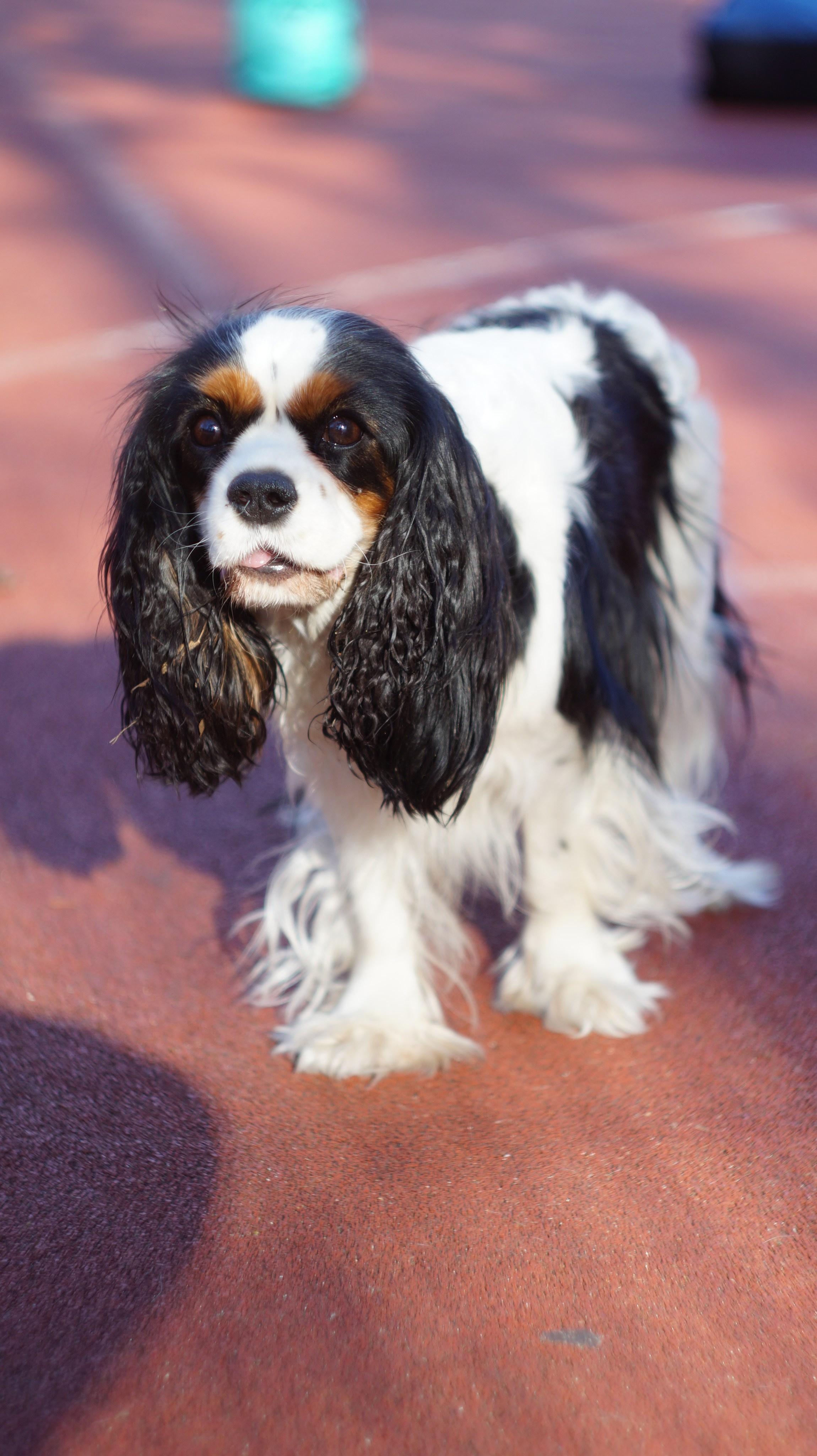 Dogs street. Профессиональный фотограф