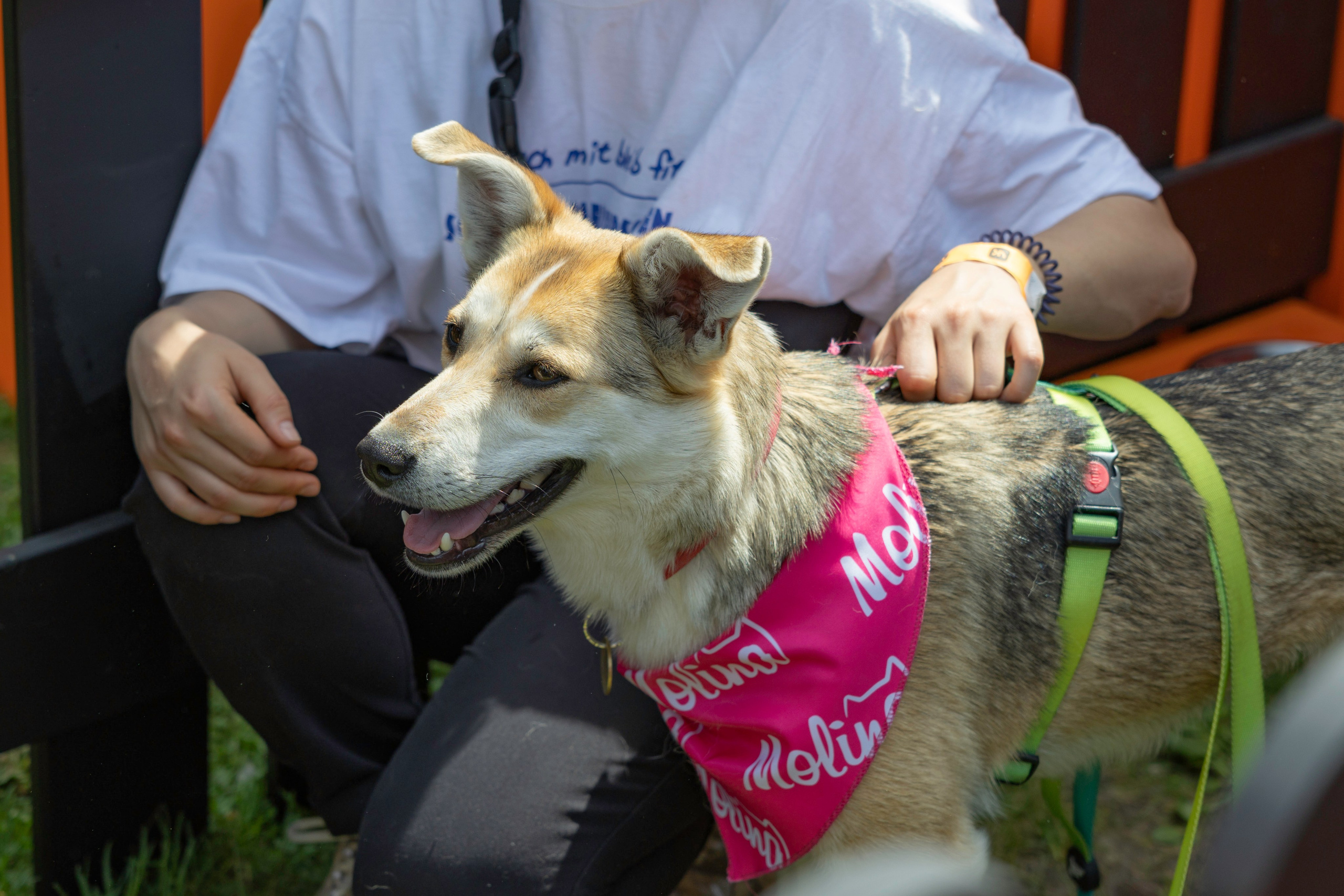 «ЛапкиФест». Фотограф, получающий удовольствие от своей работы