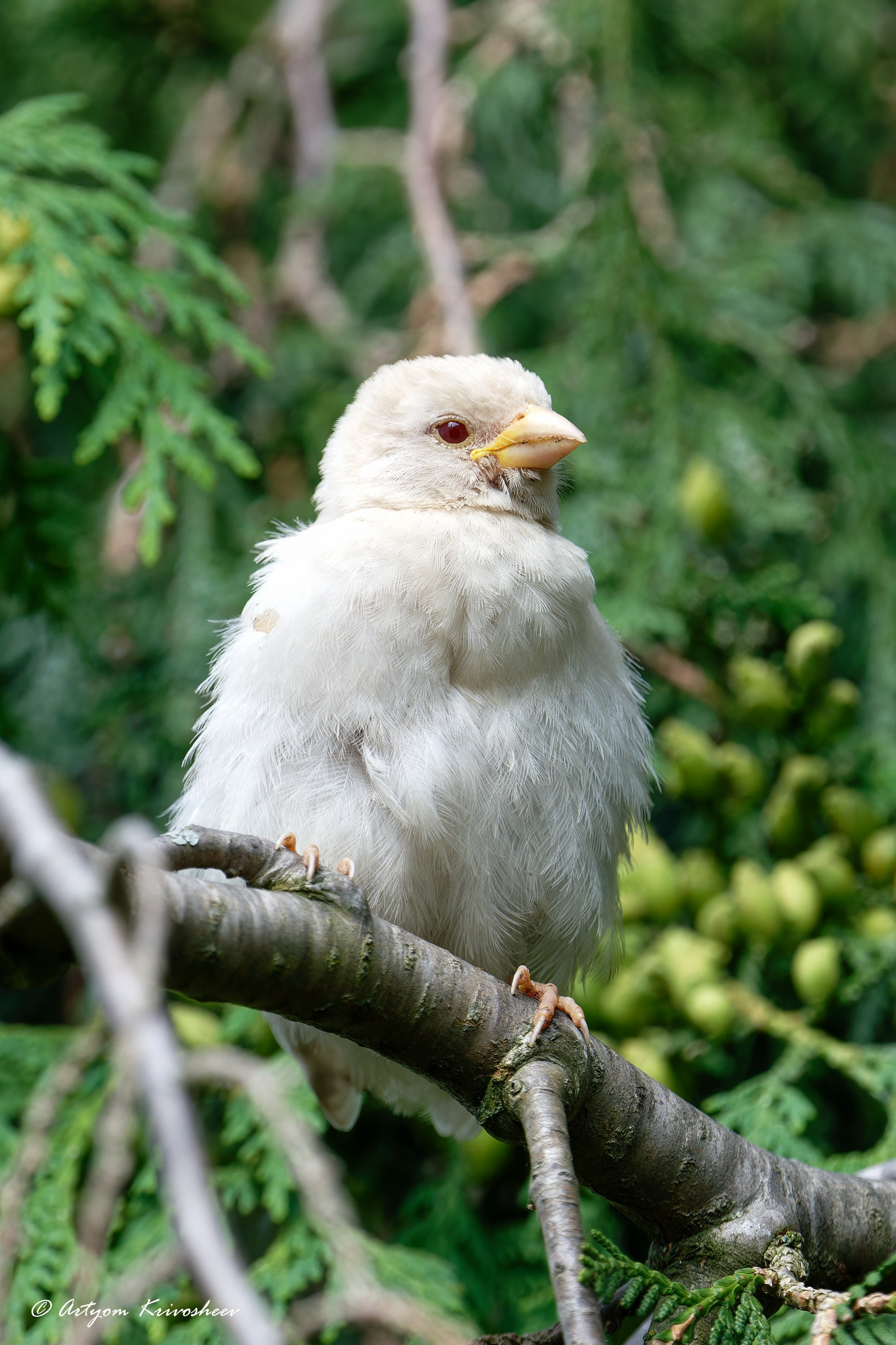 Фотоохота. Фотограф и путешественник Артём Кривошеев