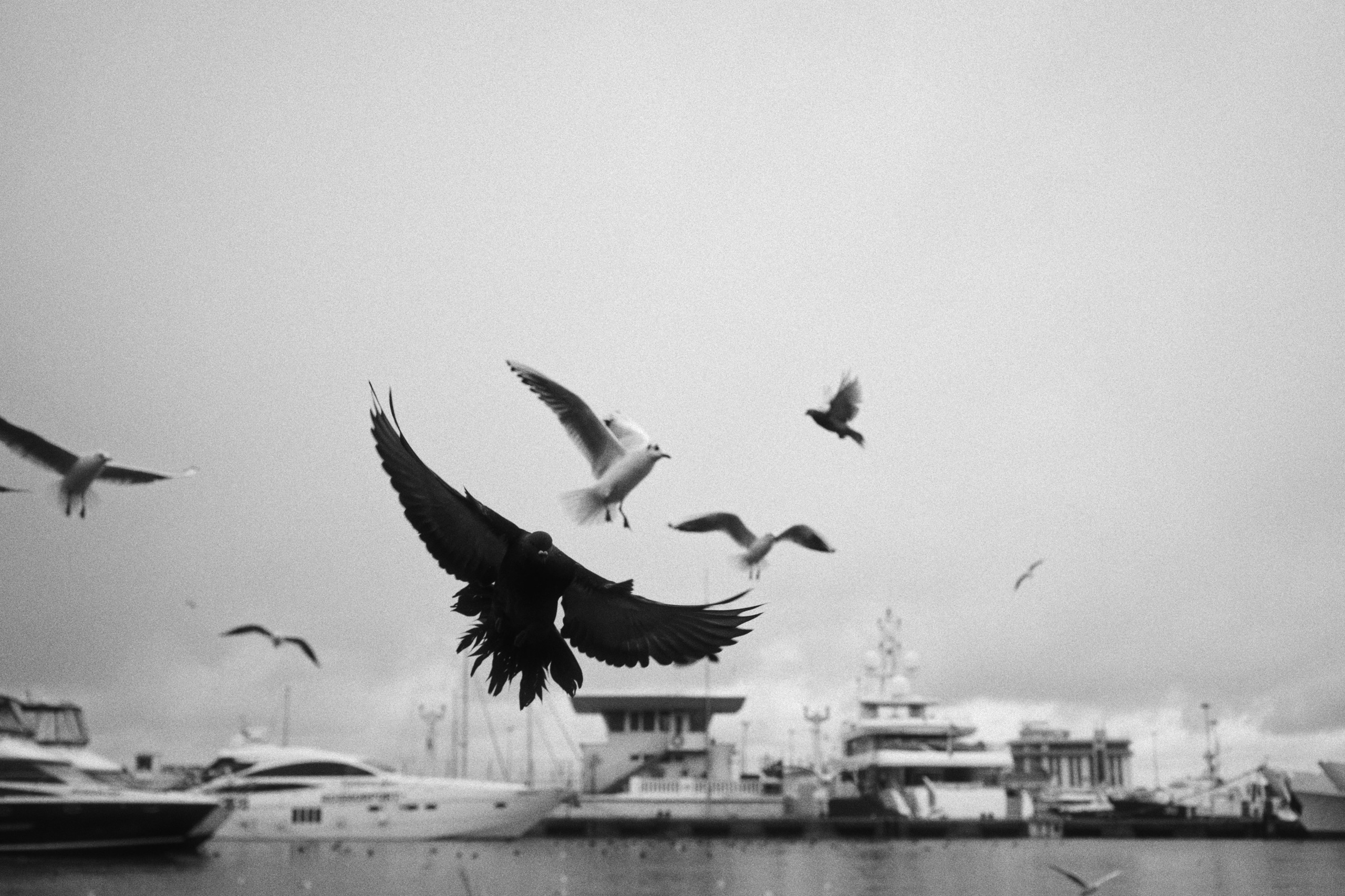 Sochi port (morskaya). Фотограф Юрин Евгений