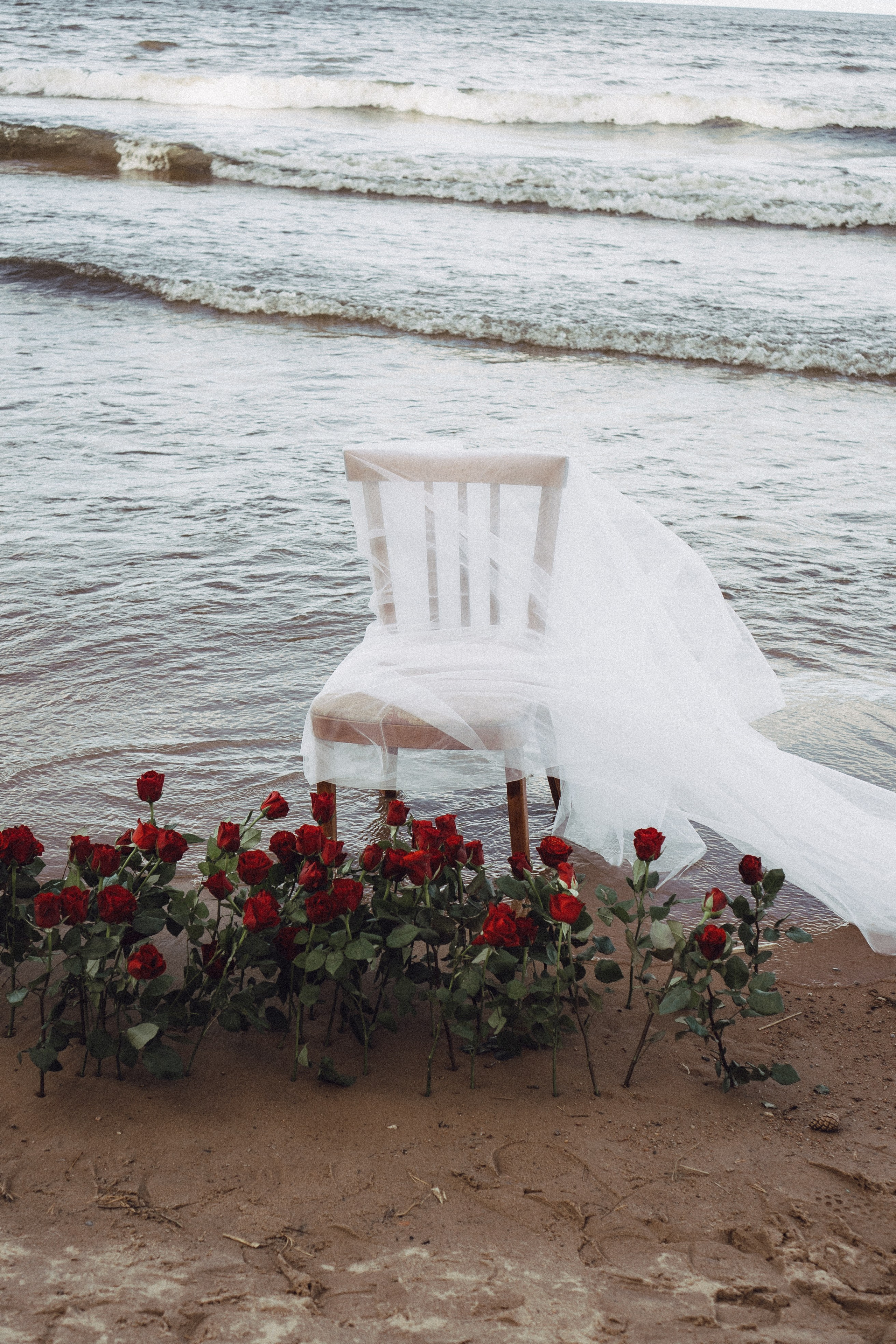 Розы. Профессиональный фотограф, Санкт-Петербург — Виктория Богомолова
