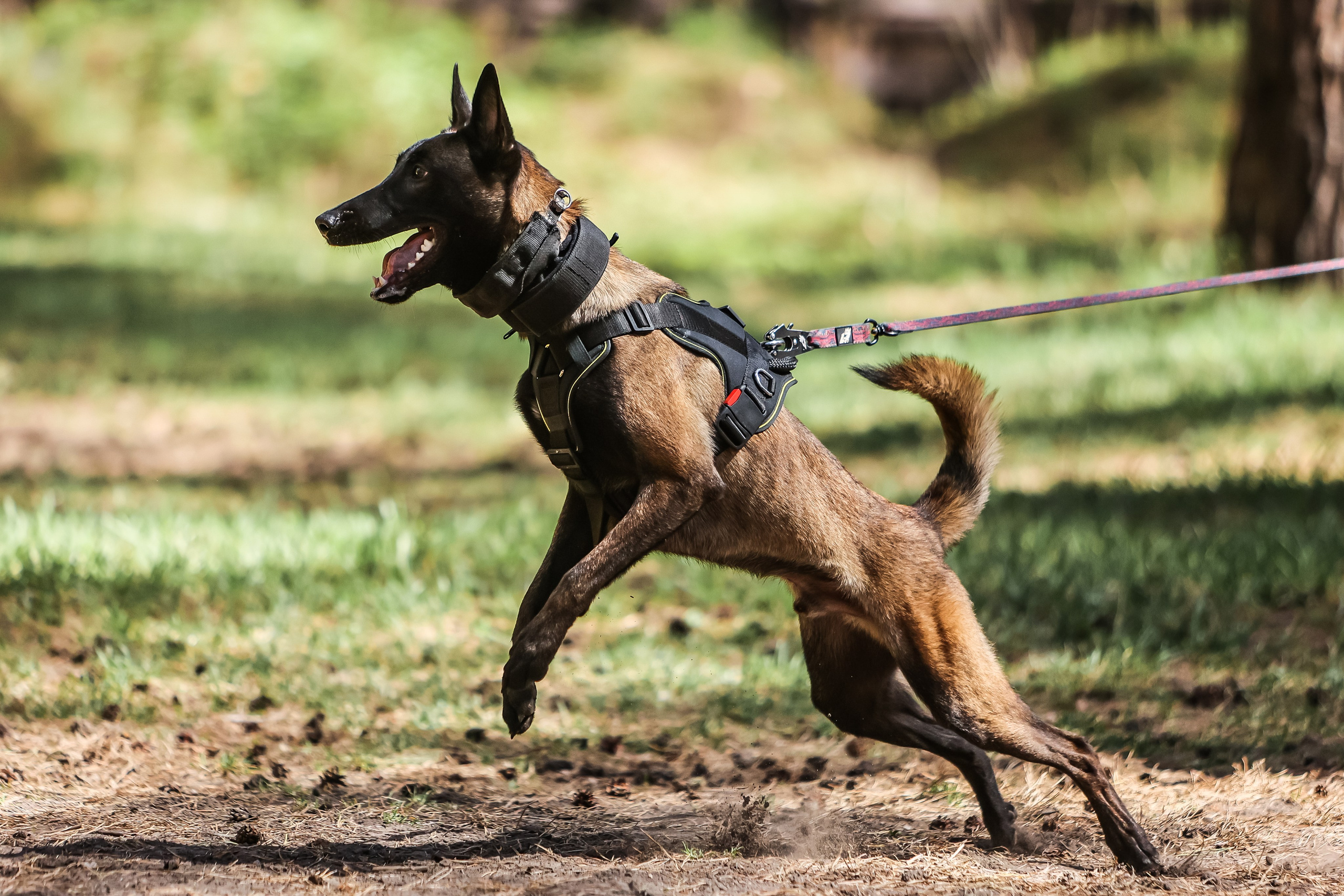 Анималистика. Главная