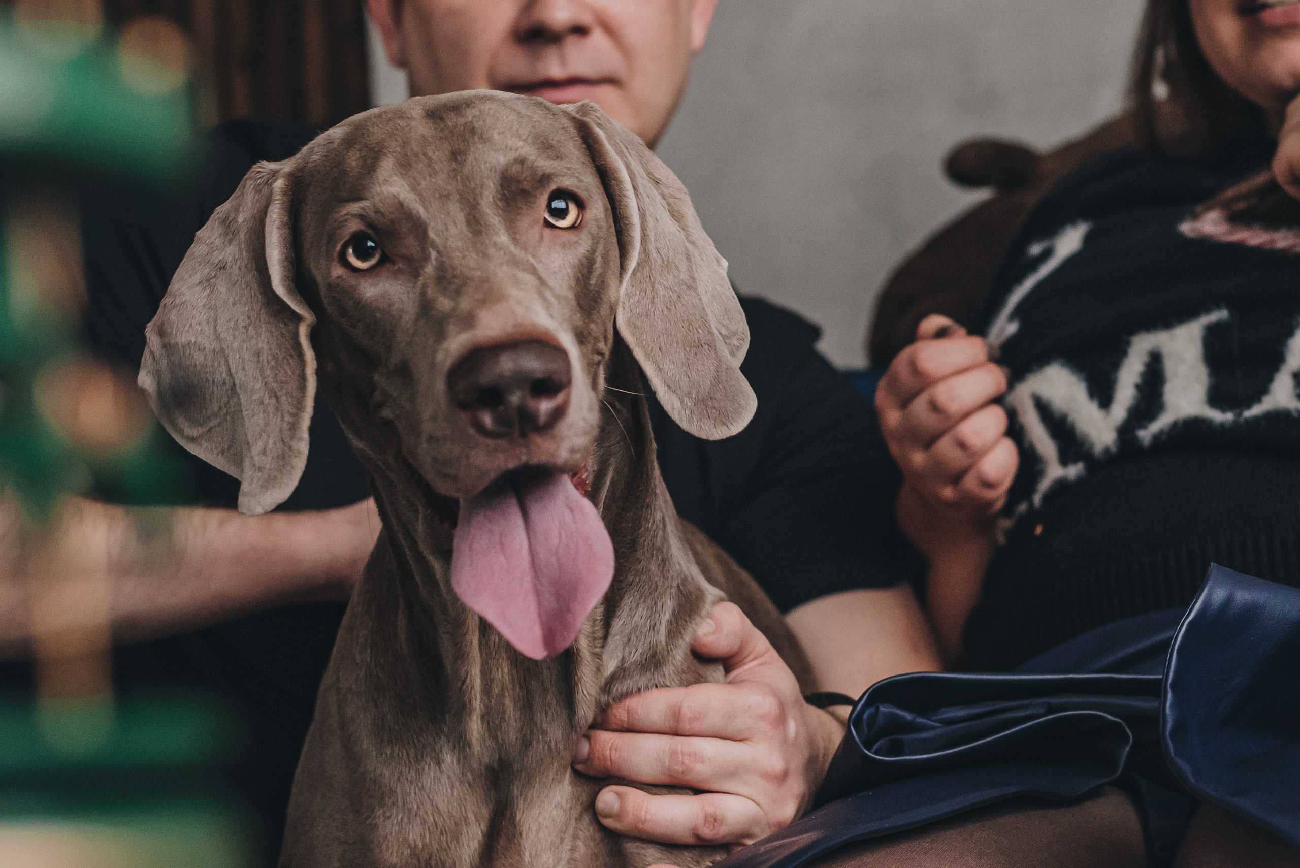 Marta, Sasha & Lady. Natalia Finch Photography — Family, Kids & Pet Photographer in Chicago, IL