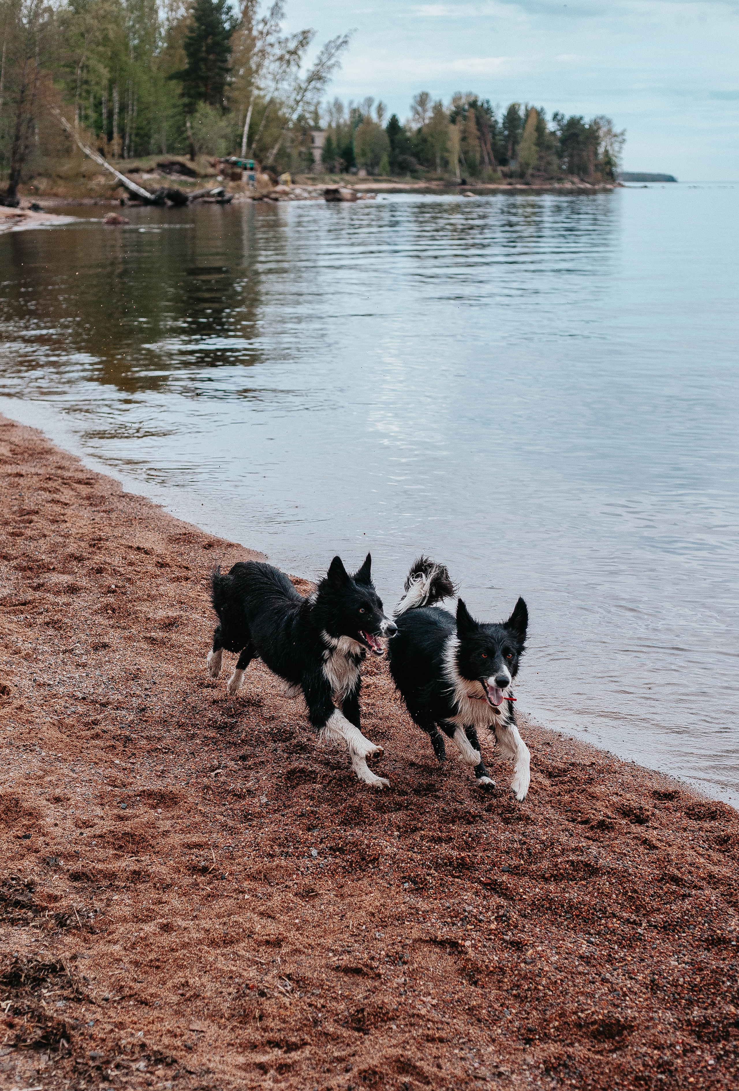 Кида и Сирша. Главная