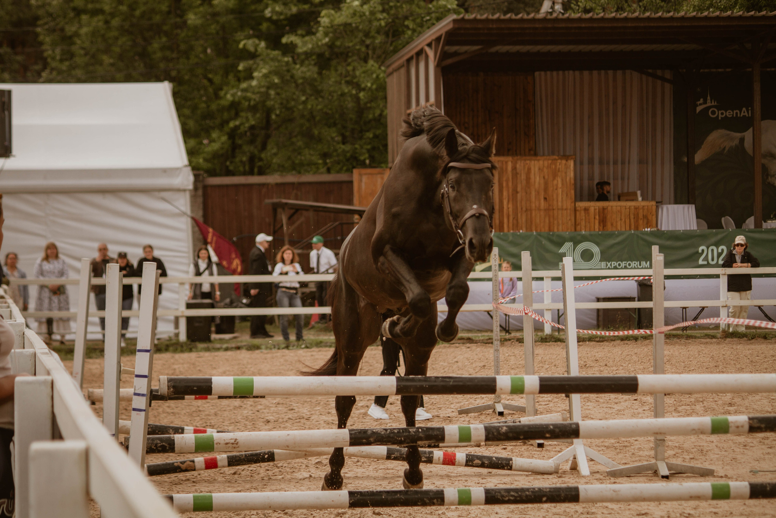 ИППОСФЕРА — Международная конная выставка. Создадим шедевр? Виталина и её фотоискусство