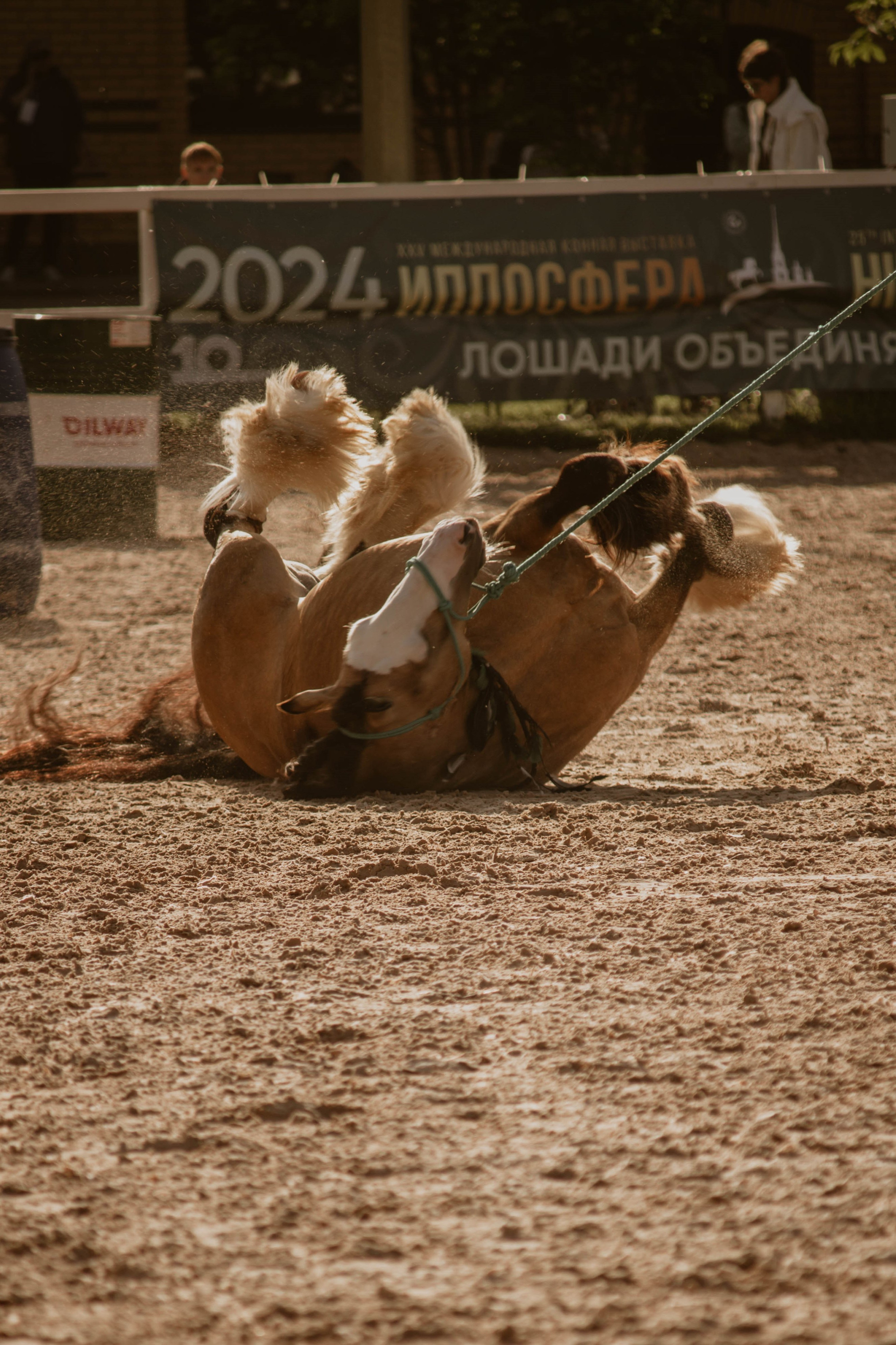 ИППОСФЕРА — Международная конная выставка. Создадим шедевр? Виталина и её фотоискусство