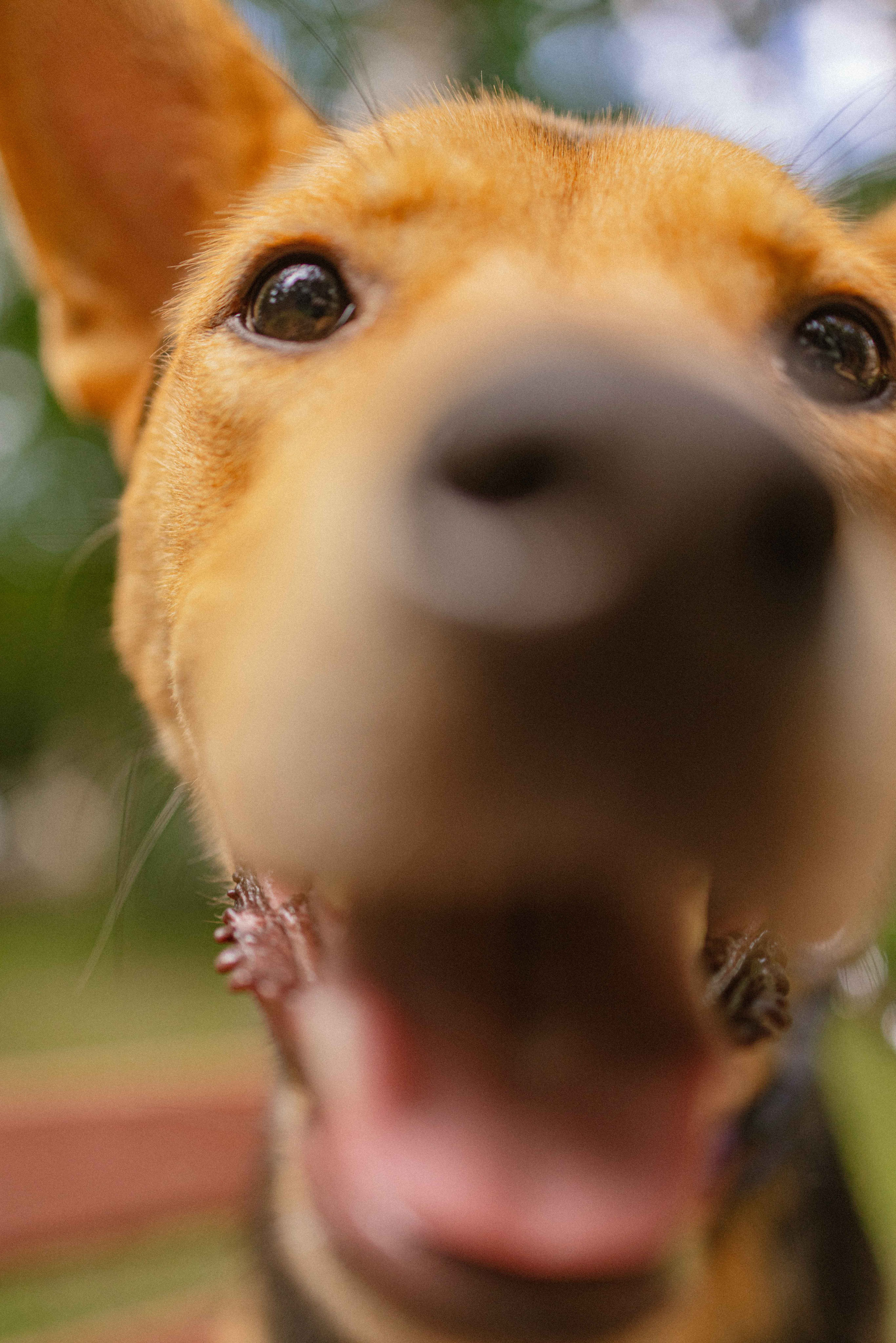 Джеки. Фотограф-анималист в Москве Лера Черноног