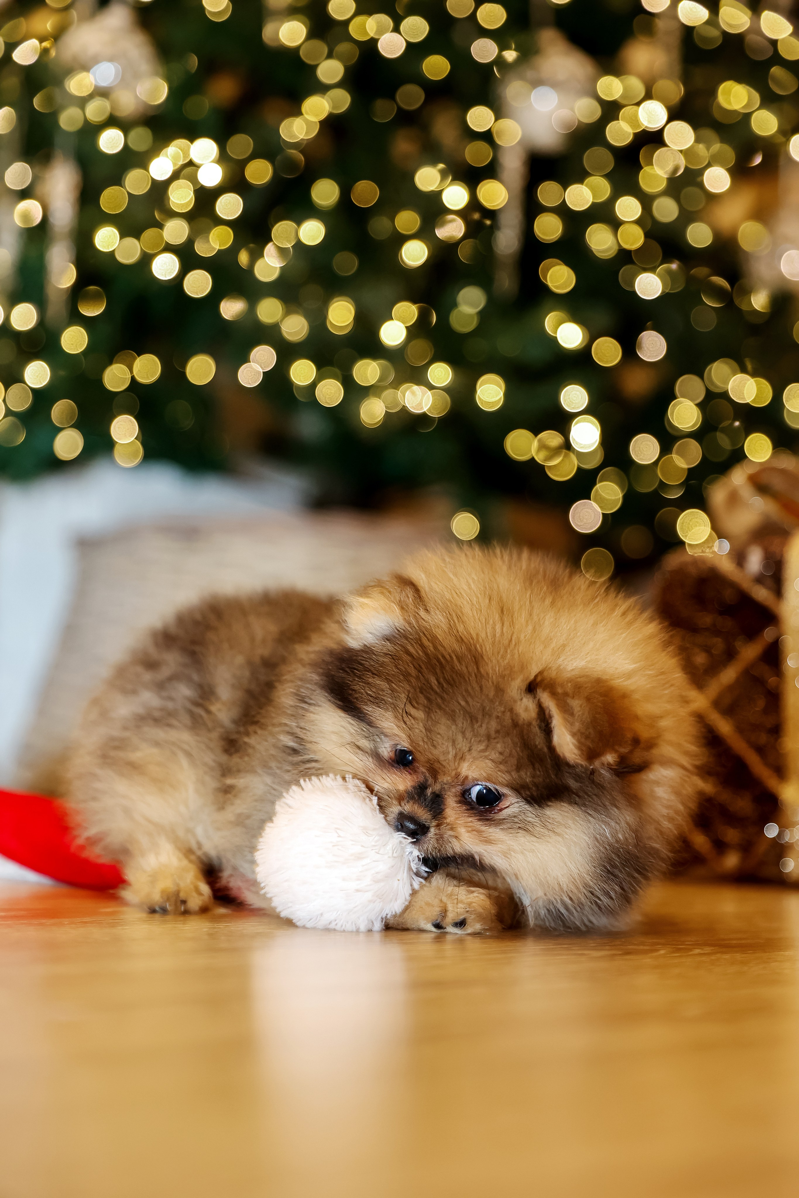 Съемка щенков шпица. Фотограф — Татьяна Кириллова, г. Санкт-Петербург