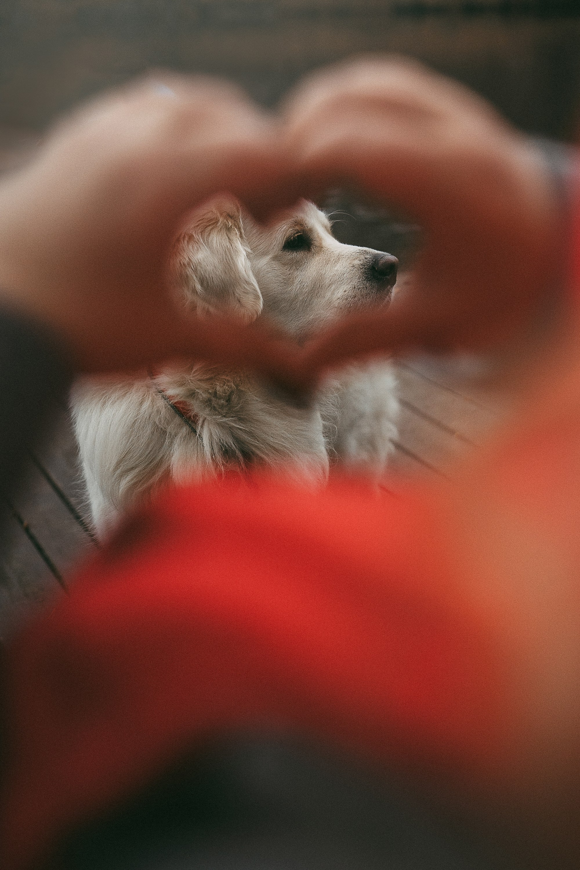 Лена и Мерлин. Фотограф анималист в Москве и Санкт-Петербурге Свиридова Анна