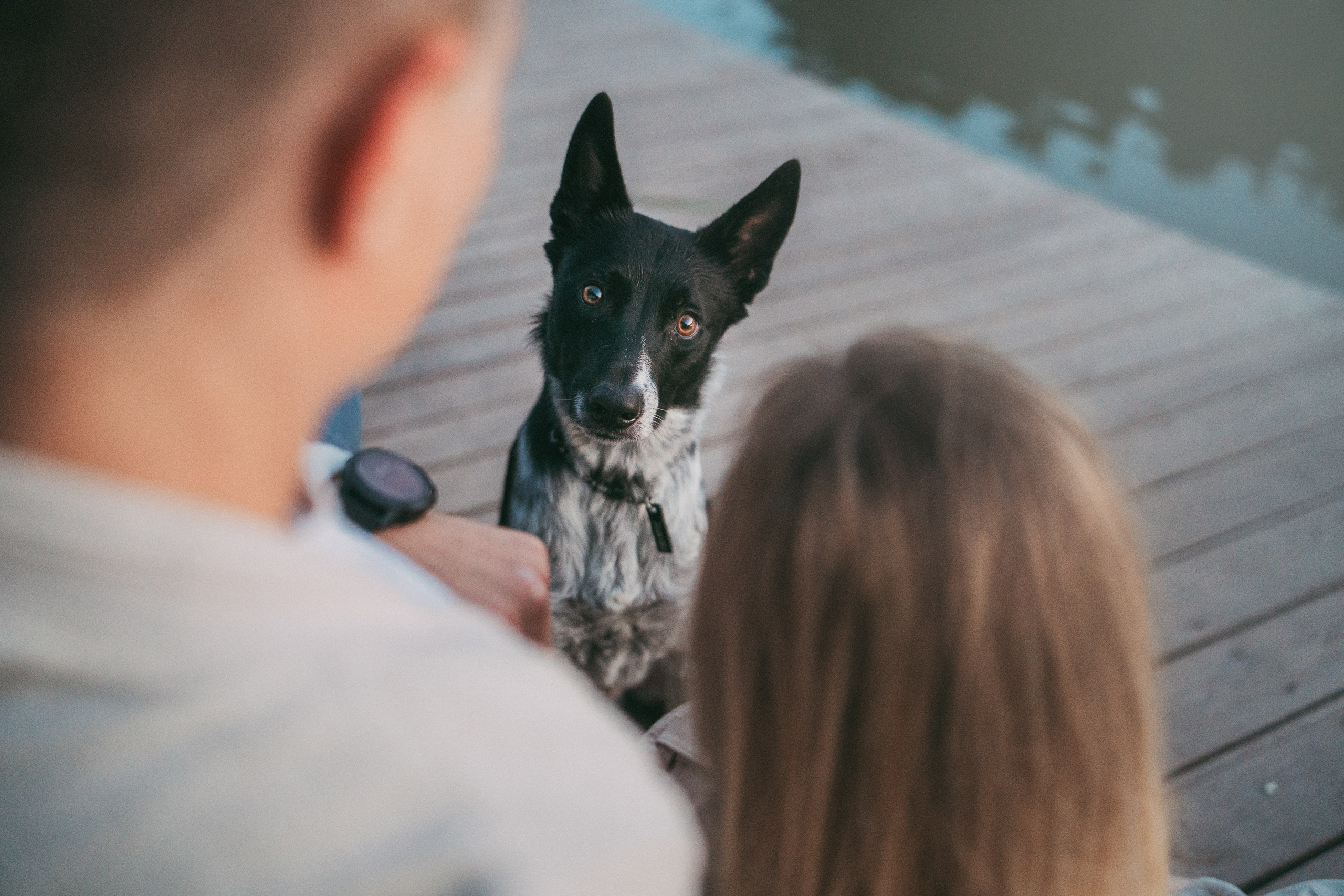 Катя, Сергей и Флинт. Фотограф анималист в Москве и Санкт-Петербурге Свиридова Анна