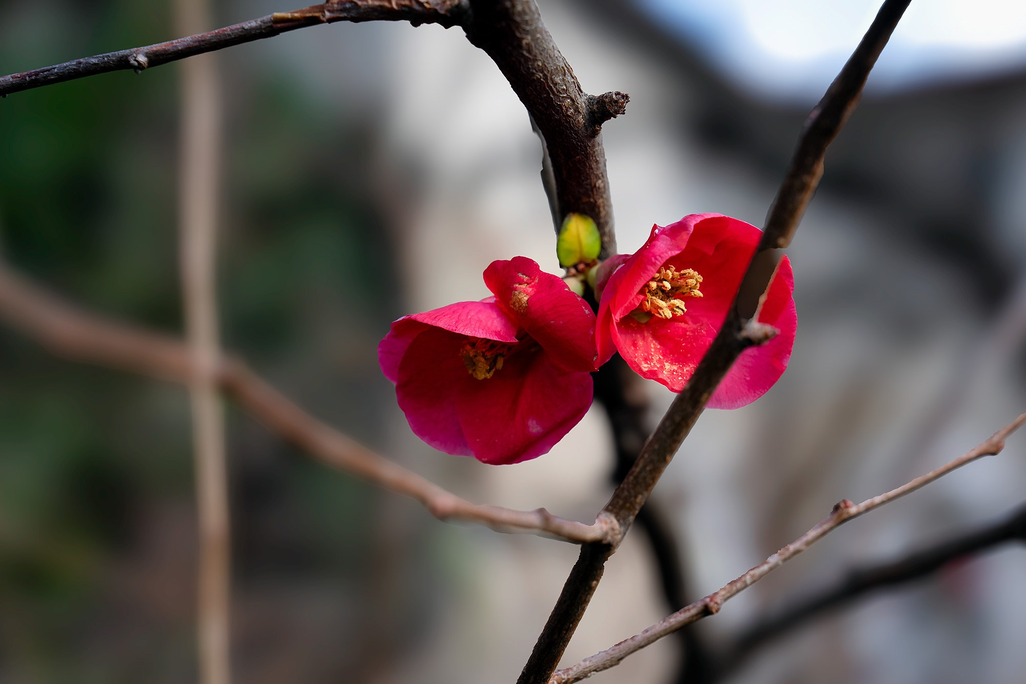 Растения. Фотограф Владимир Остапенко