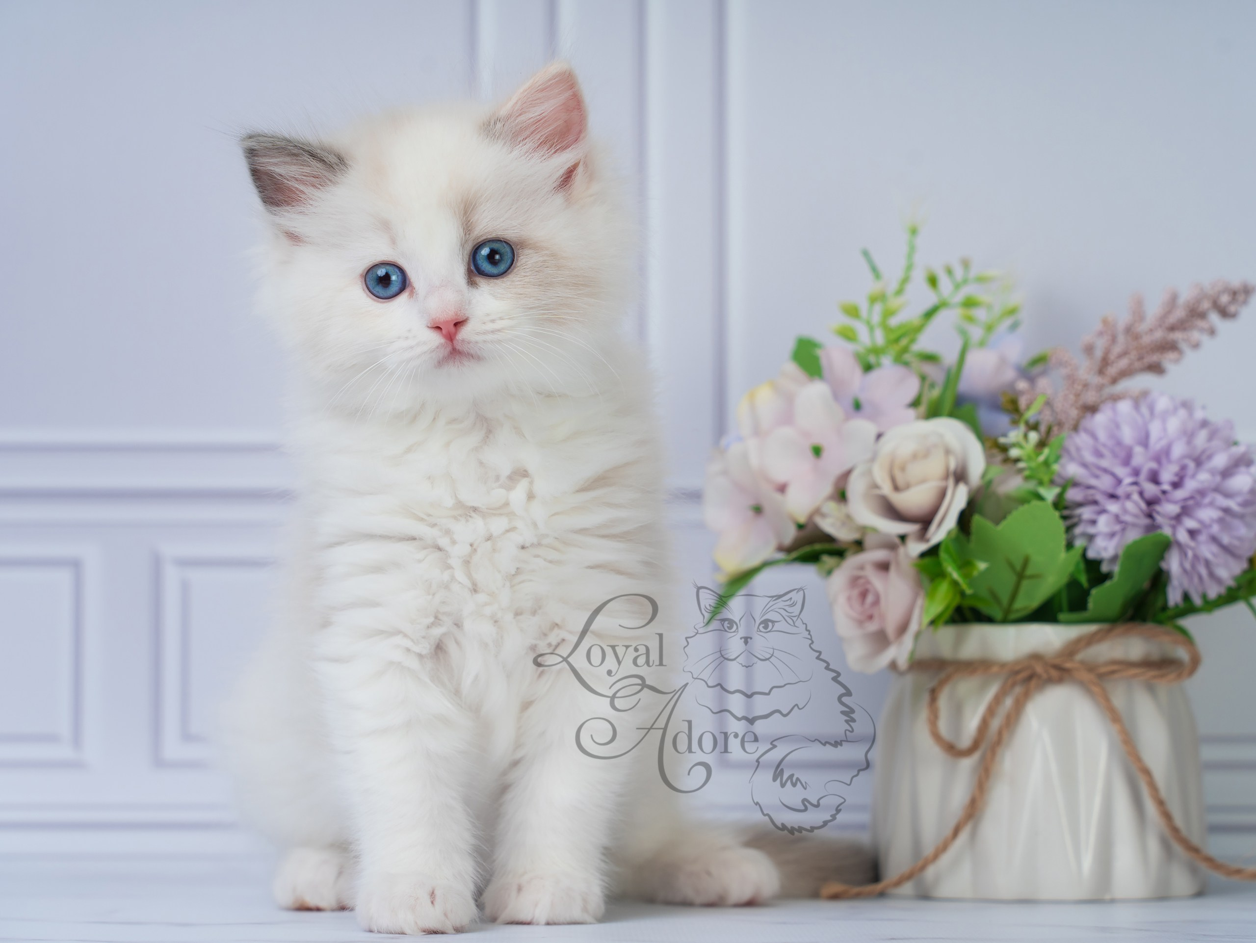 Котята рэгдолл от Loyal Adore. Питомник рэгдолл Loyal Adore