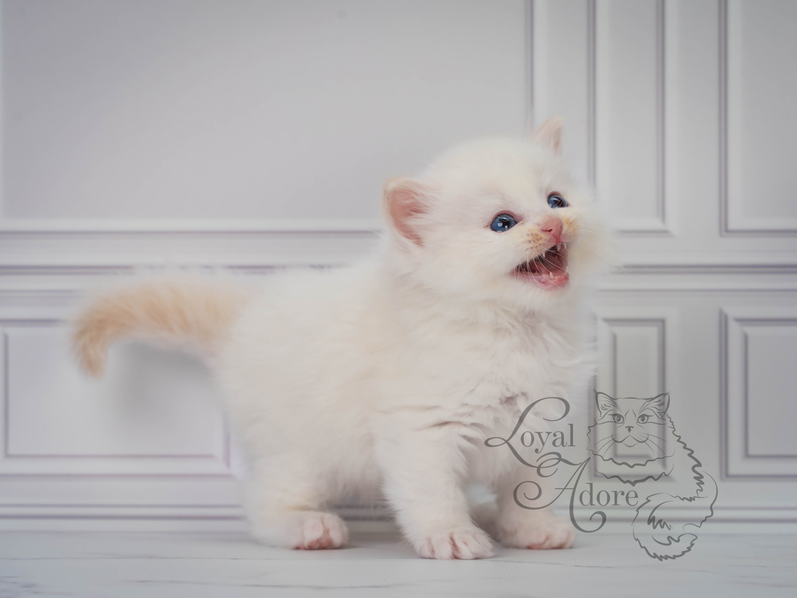 Котята рэгдолл от Loyal Adore. Питомник рэгдолл Loyal Adore