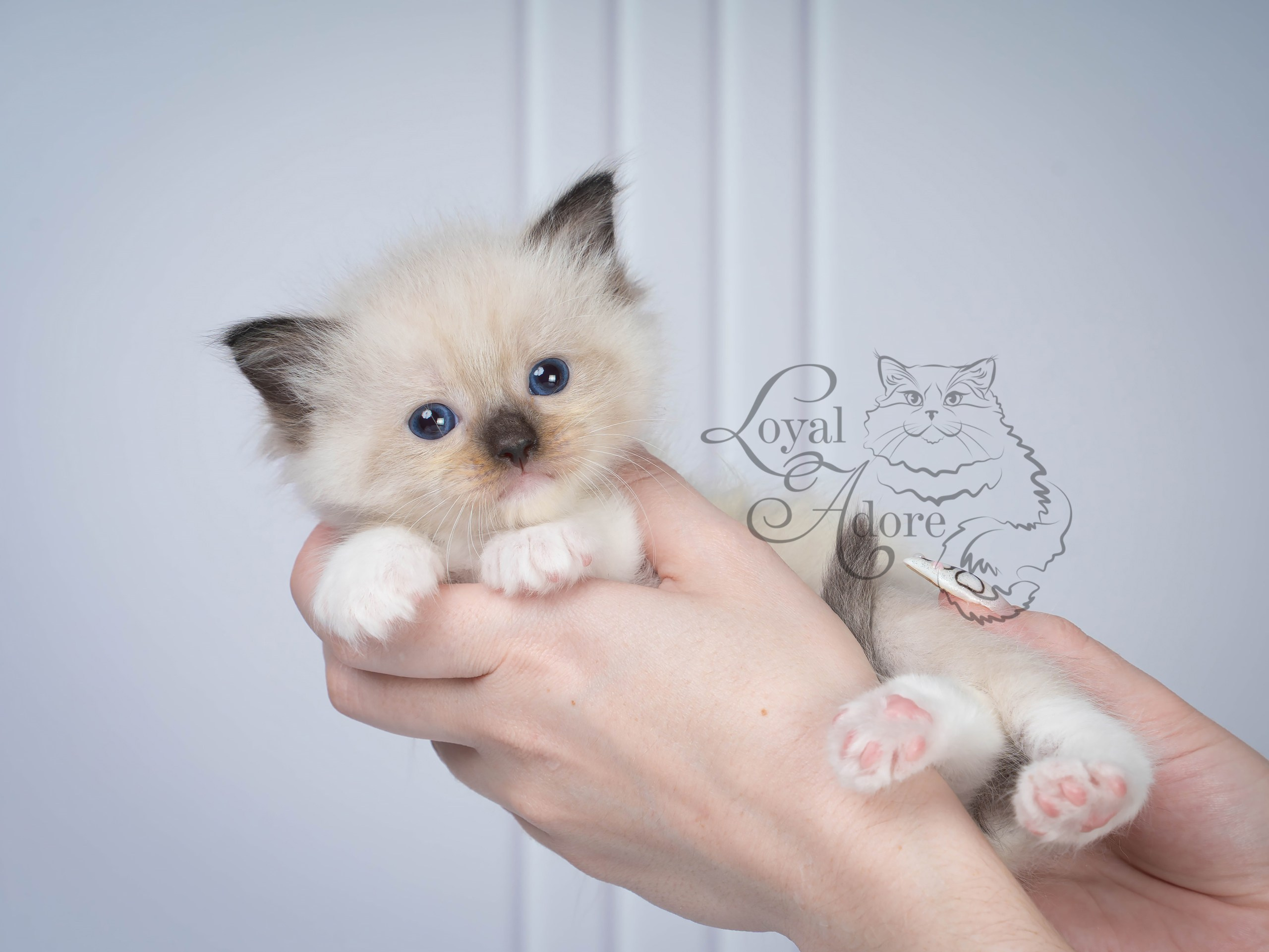 Котята рэгдолл от Loyal Adore. Питомник рэгдолл Loyal Adore