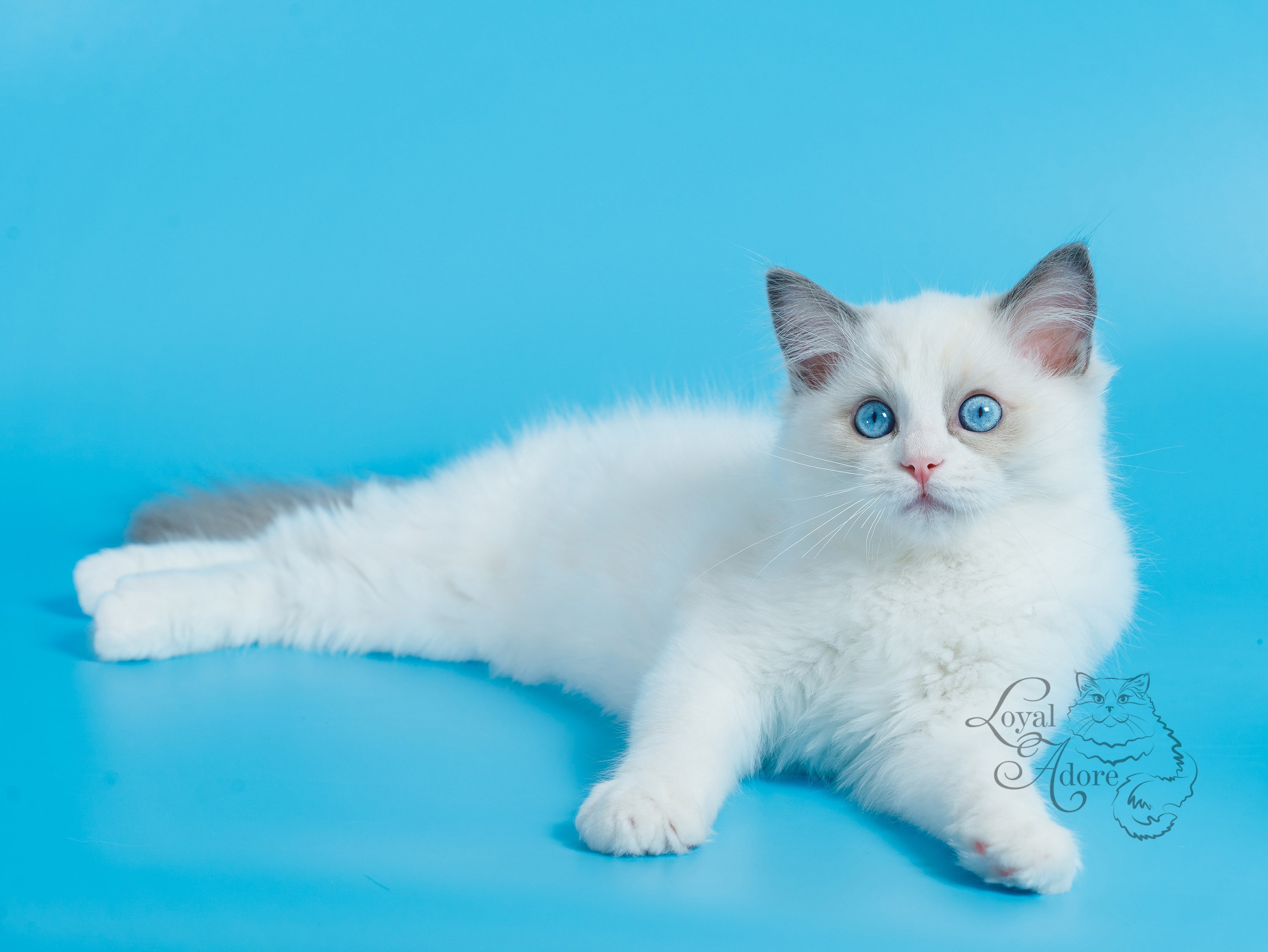 Котята рэгдолл от Loyal Adore. Питомник рэгдолл Loyal Adore