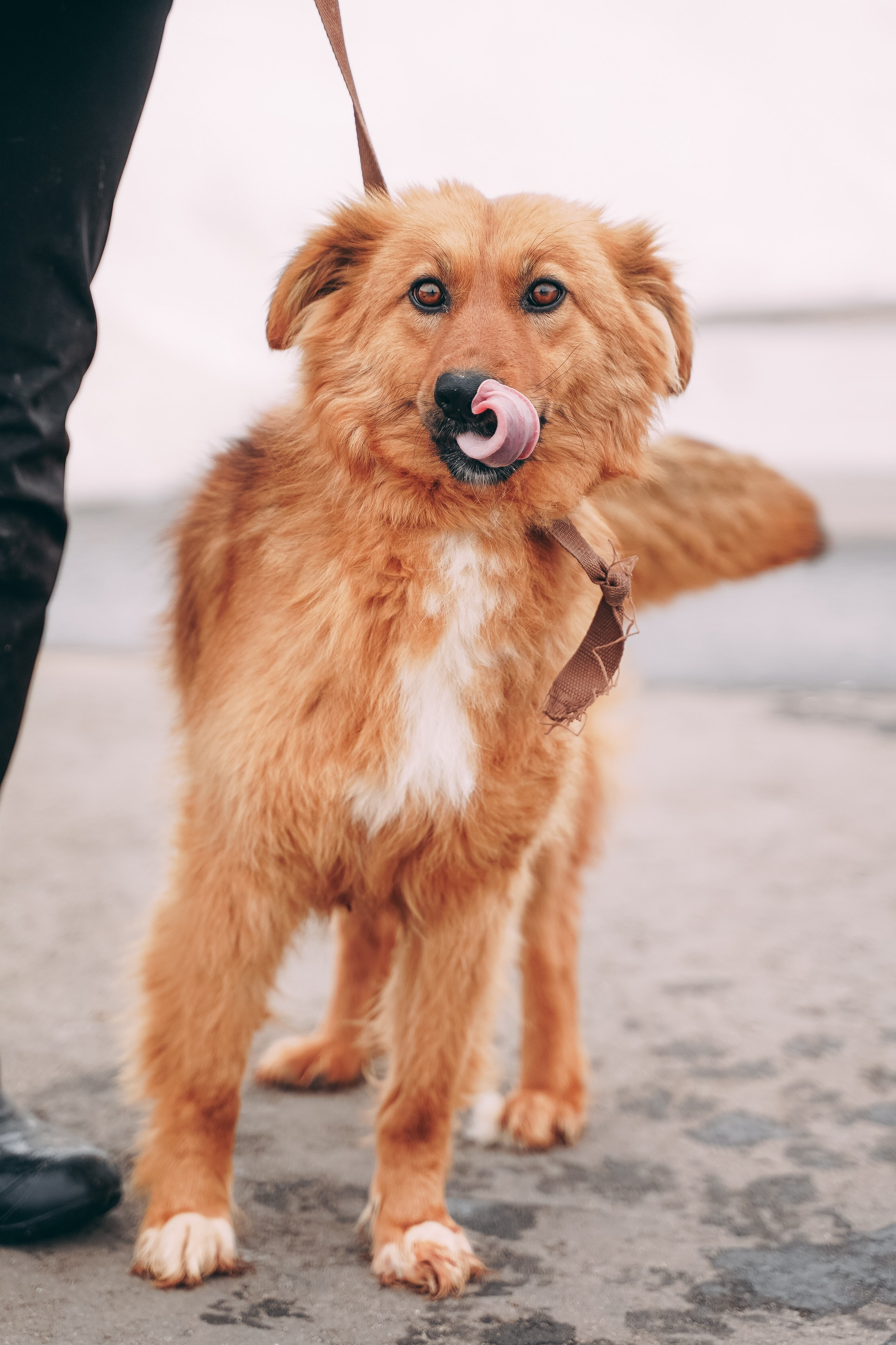 Съемка для благотворительного фонда «Дог 24». Фотограф-анималист, портретный фотограф в Чебоксарах Мария Садыкова