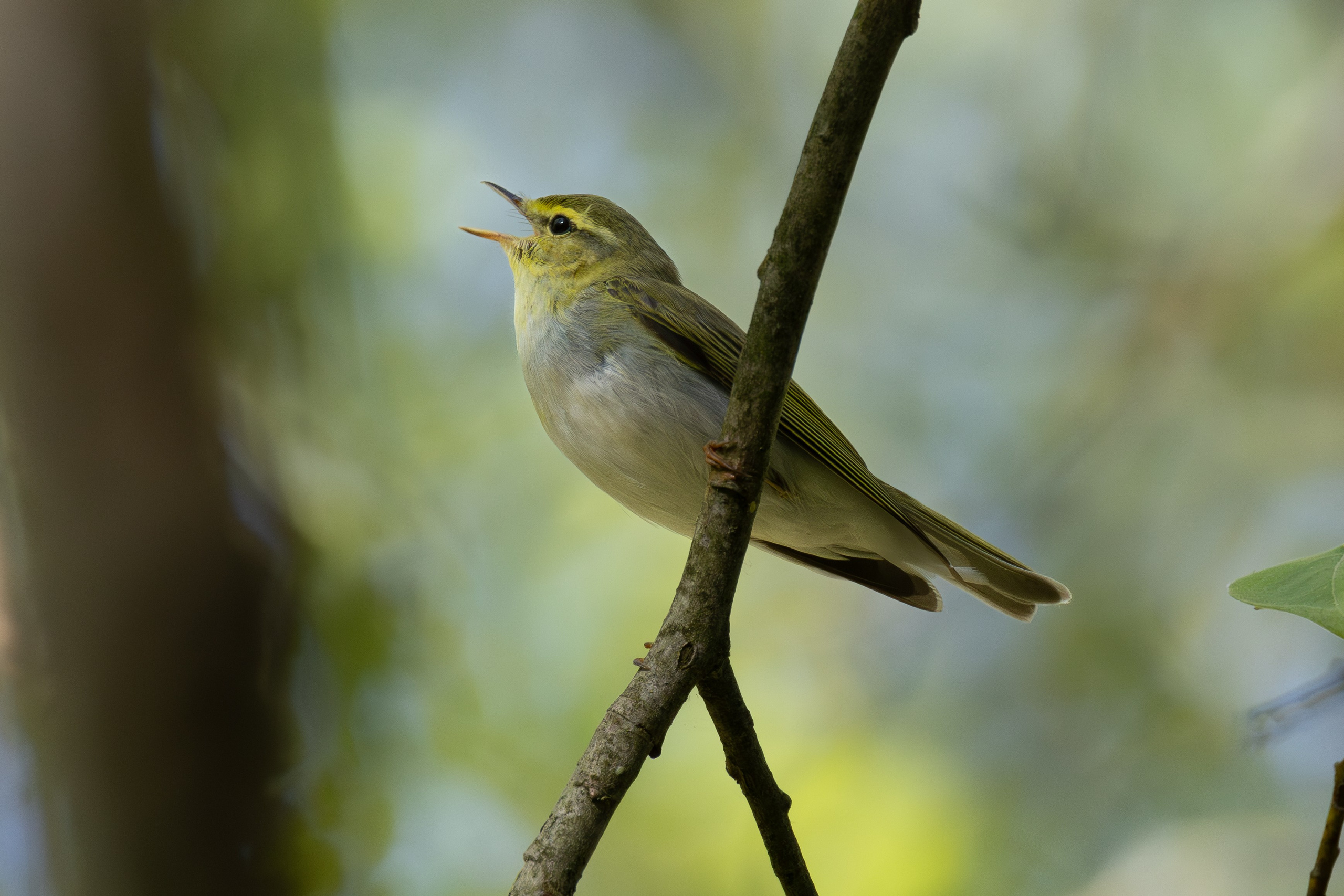 Птицы СНТ «Подлесье». Птицы парков г. Люберцы