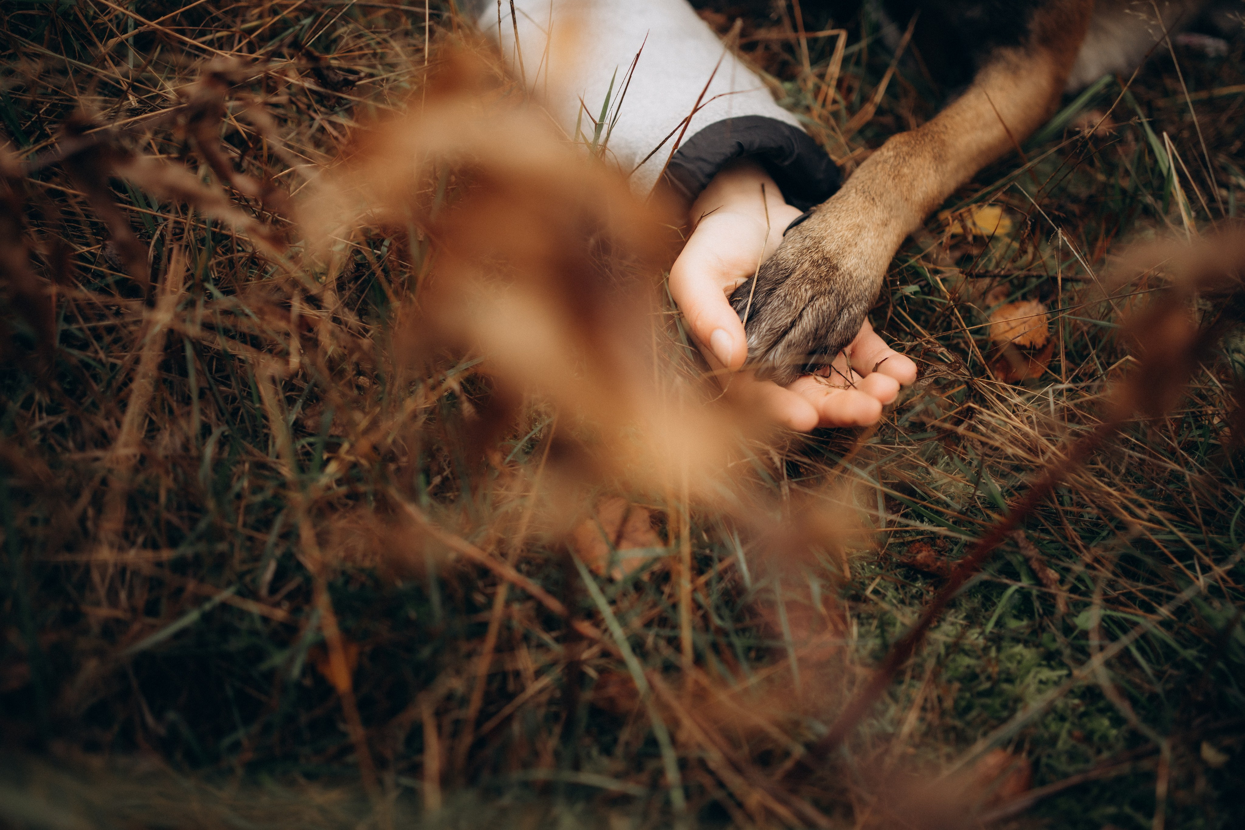 Фотограф-анималист Анастасия Большакова