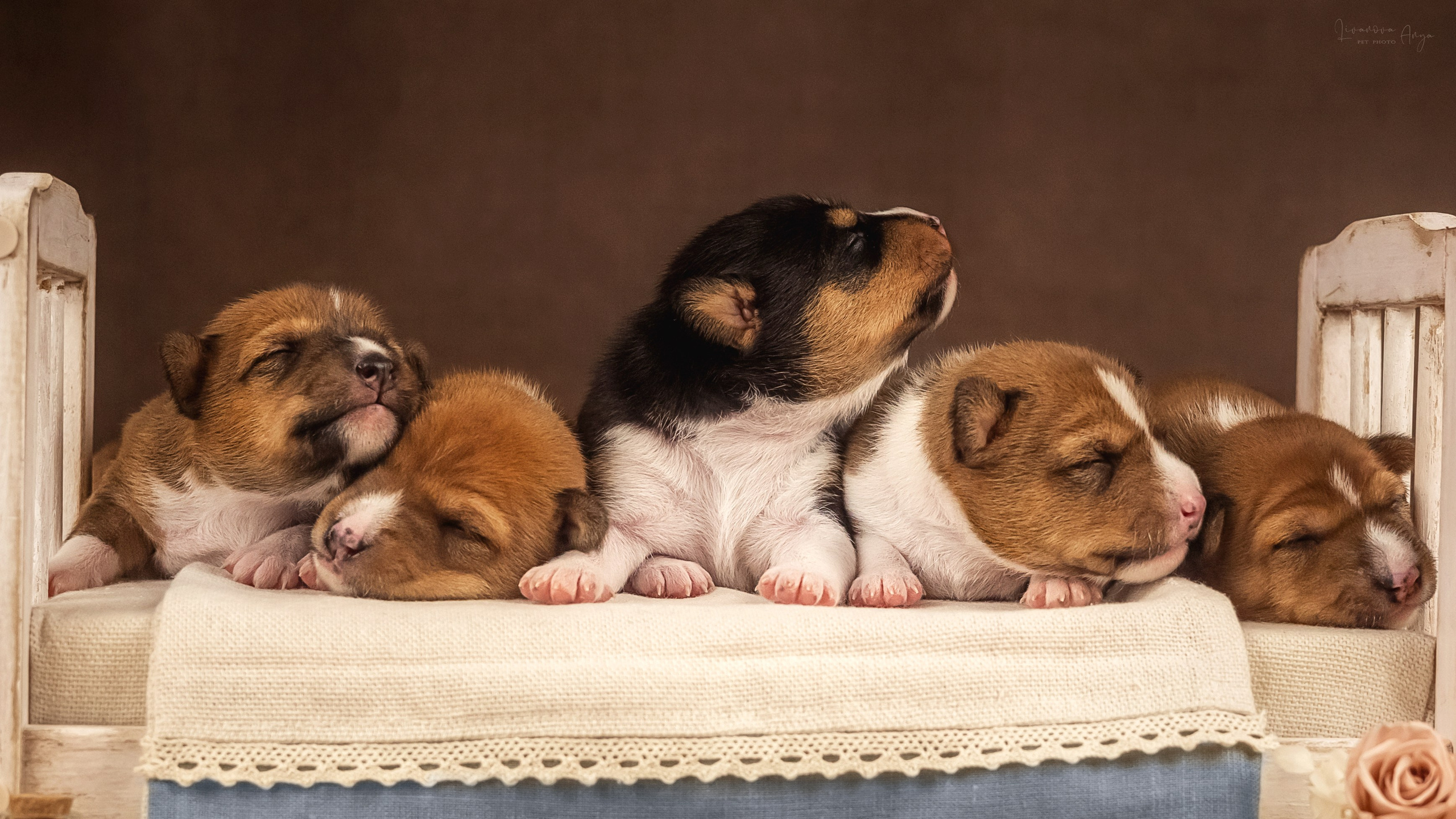 Басеньки. Фотограф анималист Аня Ливанова | Рыбинск