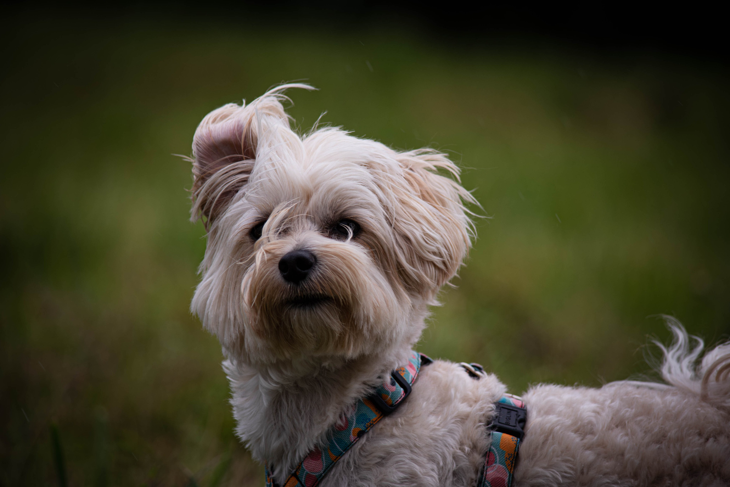 Прогулка в парке Митино. Фотограф Светлана Блинова, Москва и Московская область