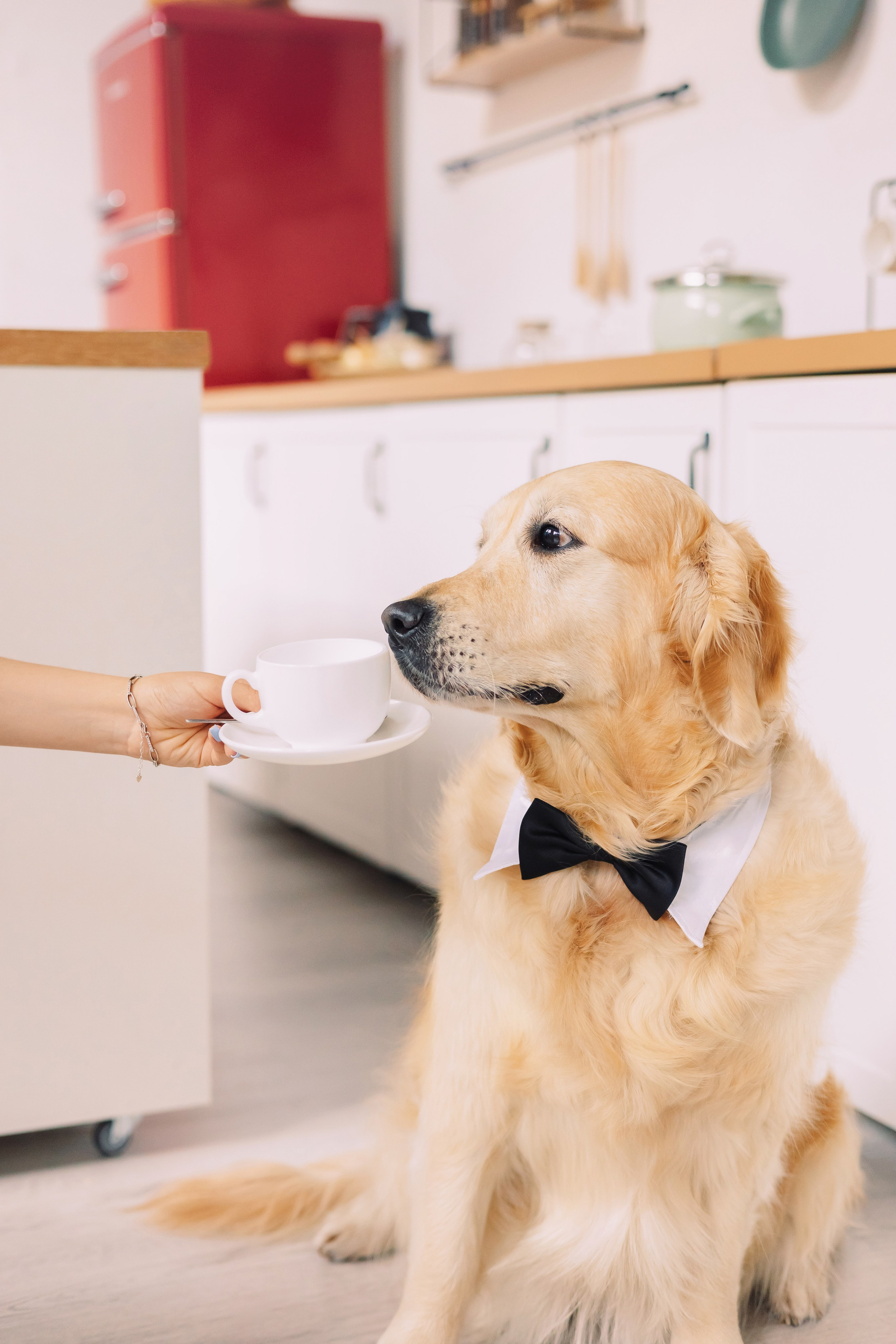 Магазин Friend of mine. Фотограф-анималист Елена Радченко, Москва