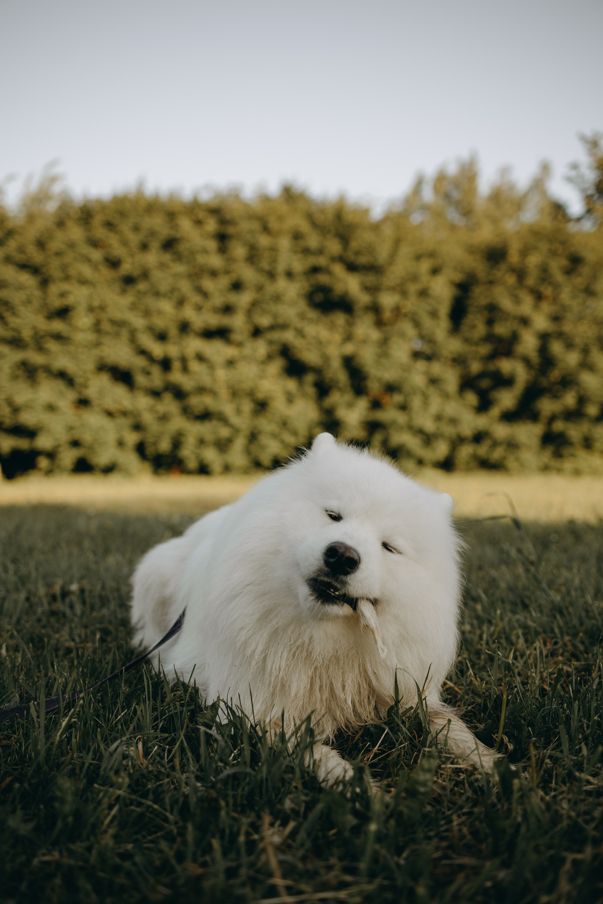 Танго и его семья. Фотограф — Анималист | Санкт-Петербург