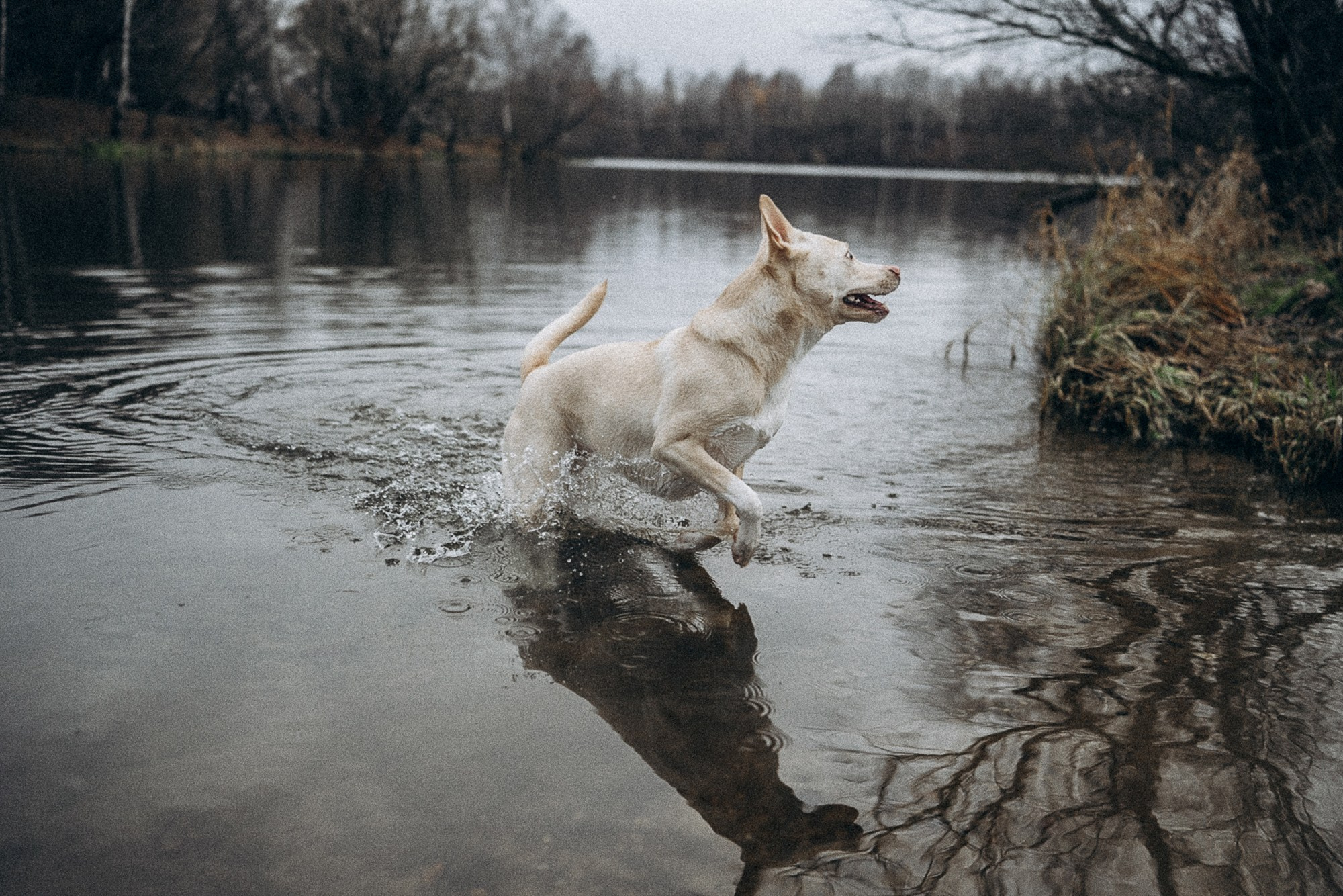 Туся. Фотограф анималист в Москве и Санкт-Петербурге Свиридова Анна