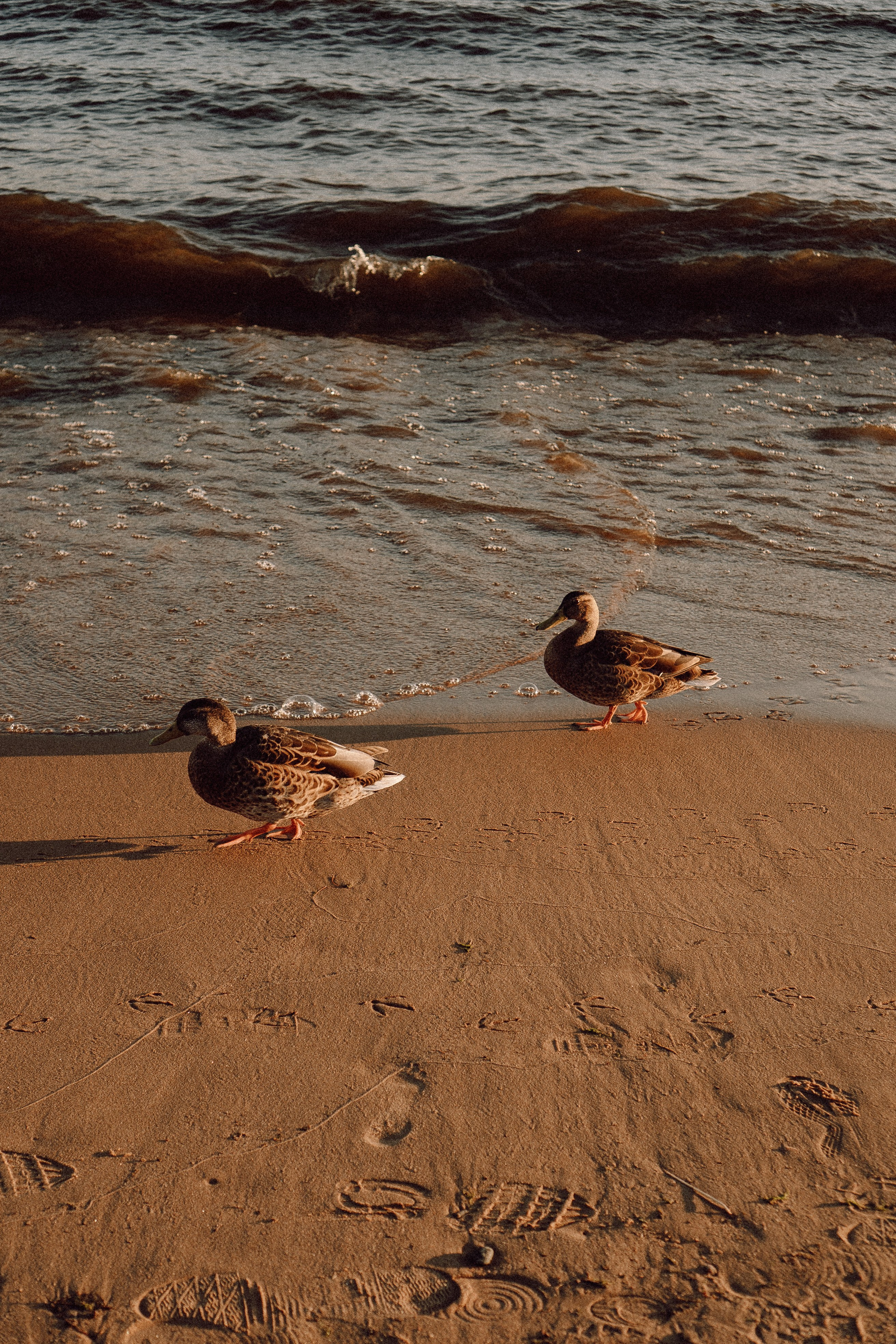 РОМАНТИКА ФИНСКОГО ЗАЛИВА. Профессиональный фотограф, Санкт-Петербург — Виктория Богомолова